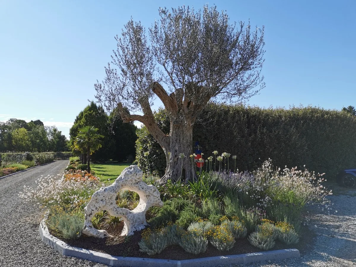 Aiuola con roccia forata, cuscini di piante argentate potati a forma tonda, lavanda e agapanti, ai piedi di un grande olivo dal tronco nodoso