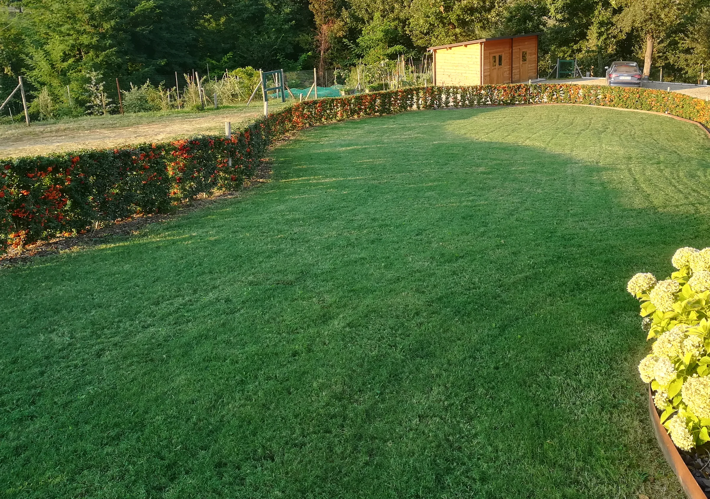 Prato rasato chiuso da una siepe bassa carica di bacche rosso arancio, con un'aiuola di ortensie bordata in corten in primo piano e gli alberi sul fondo