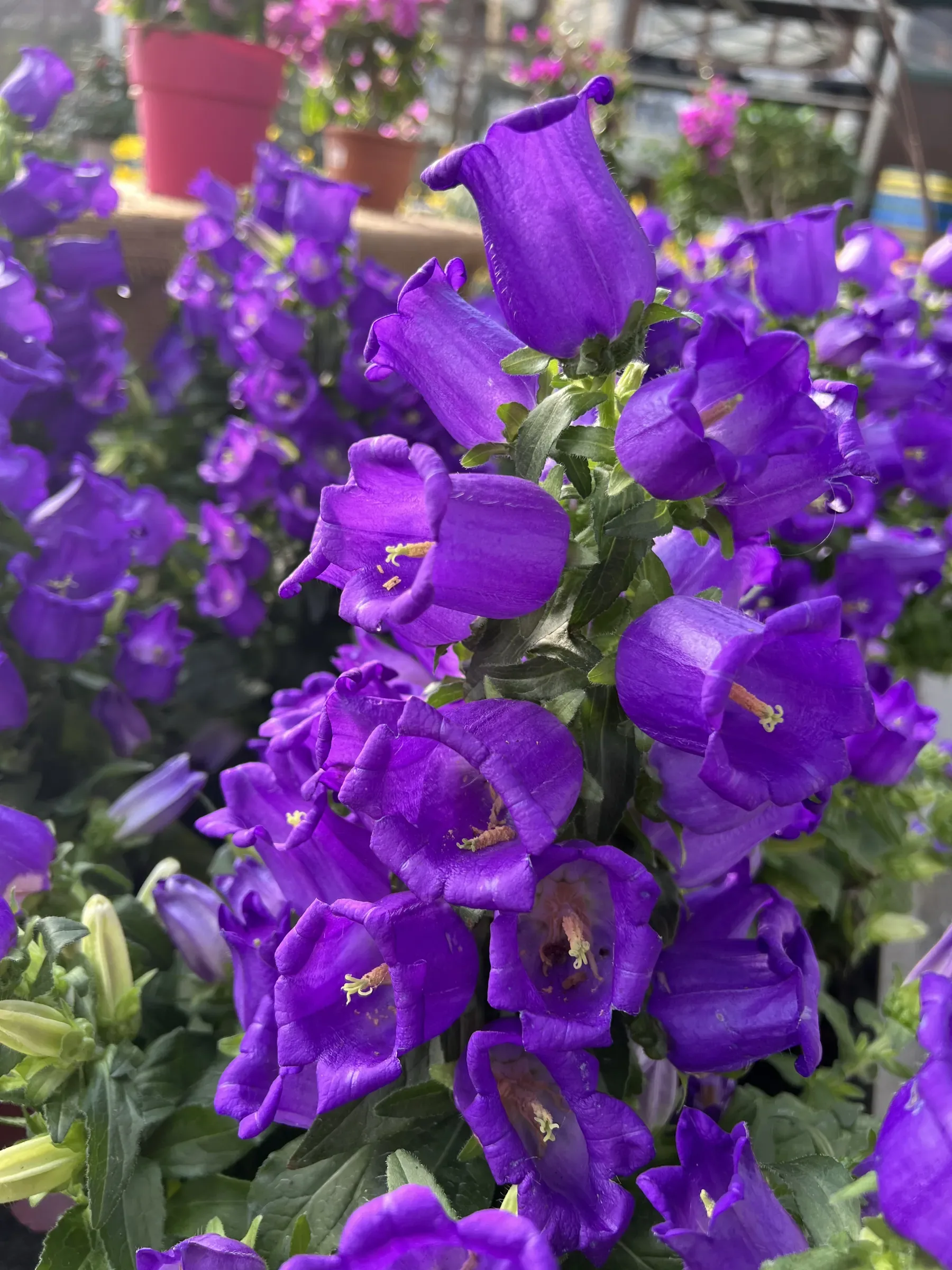 Campanule in piena fioritura, fitte di grandi fiori a campana viola, con altri vasi fioriti sullo sfondo