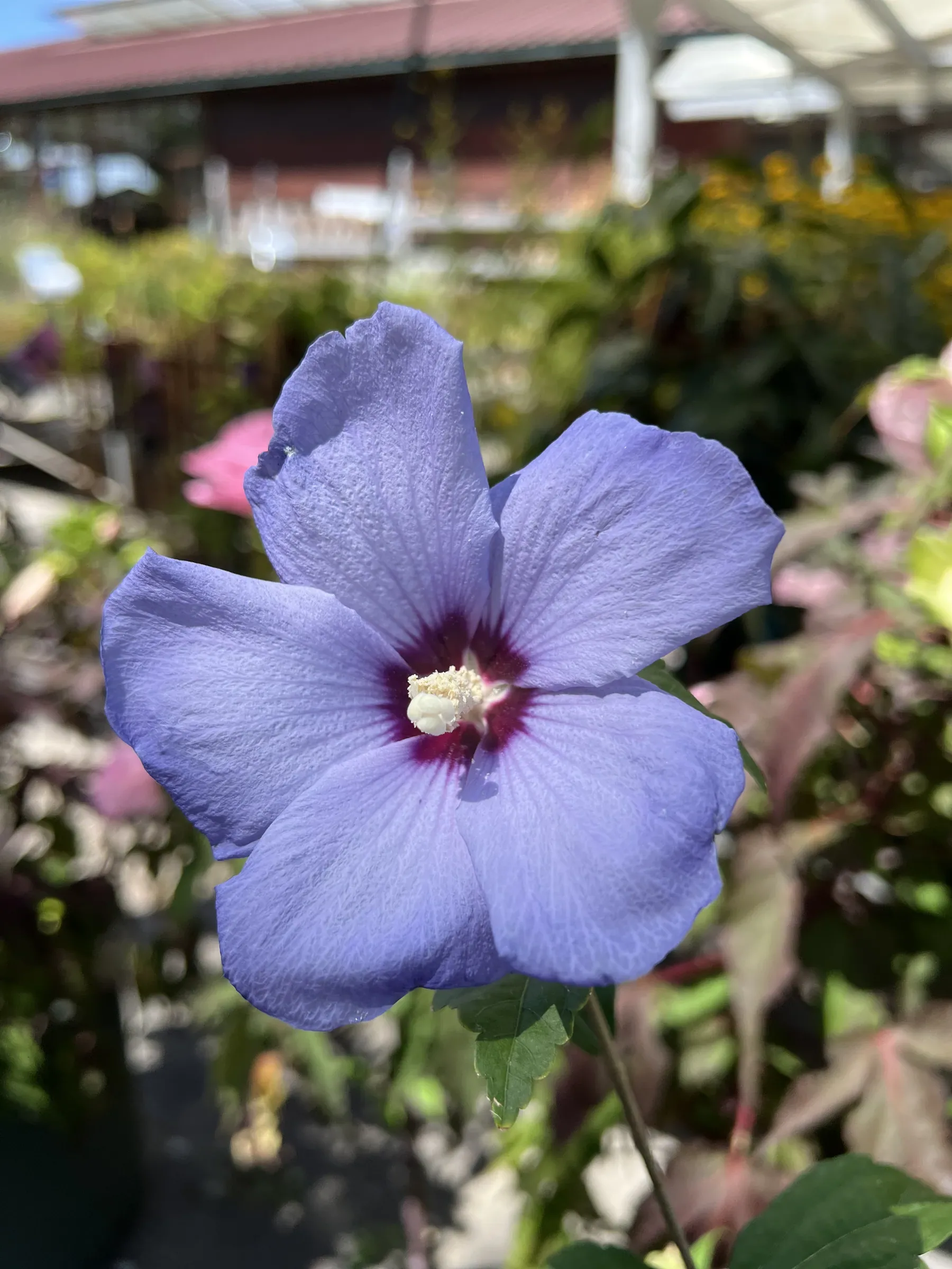 Fiore di ibisco azzurro lilla con il centro rosso scuro, con i banchi del vivaio sfocati dietro
