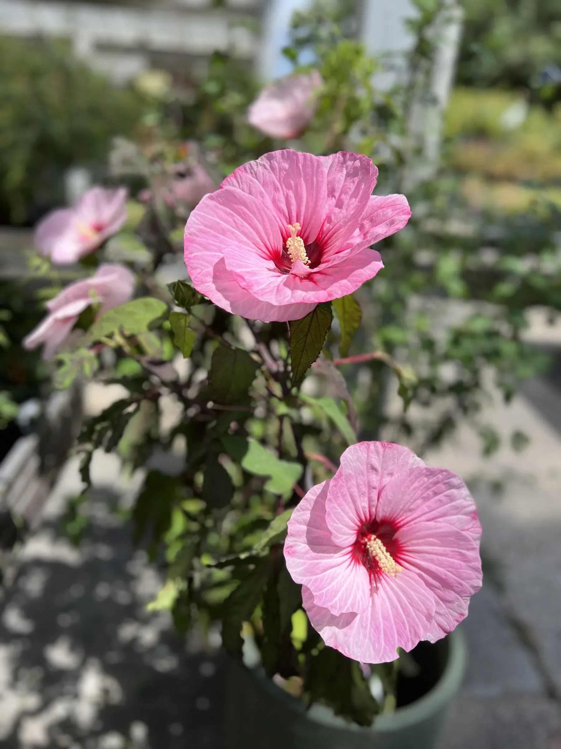 Un ibisco in vaso con grandi fiori rosa dal centro rosso, due in primo piano e altri aperti dietro