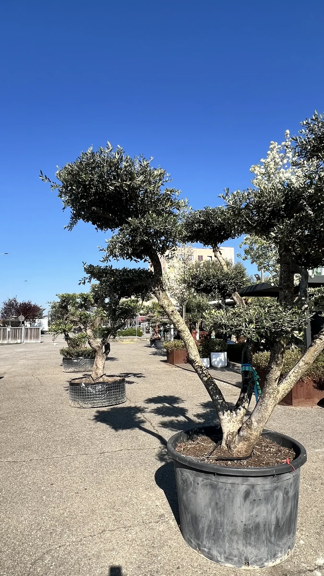 Olivi potati a nuvole in fila sul piazzale del vivaio, il primo in un grande vaso nero e gli altri in contenitori di rete, sotto il cielo sereno