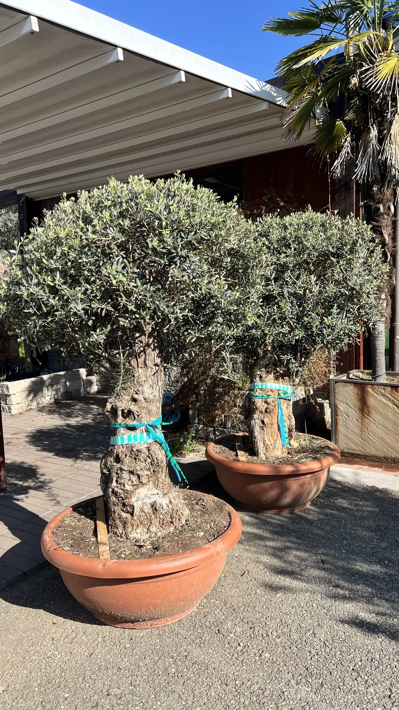 Due olivi dal tronco nodoso in basse ciotole color terracotta, davanti alla tettoia bianca del piazzale