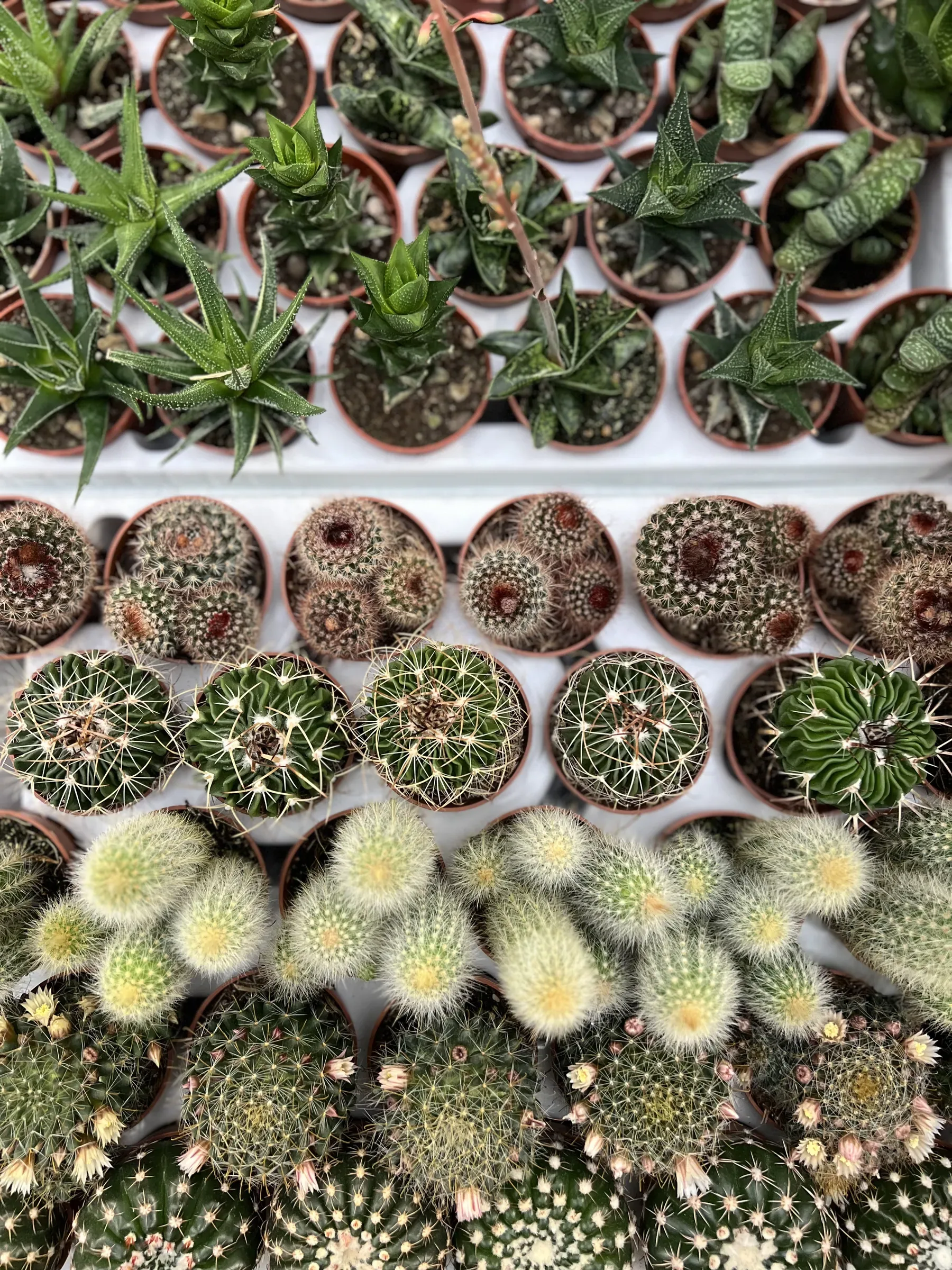 File di cactus e succulente in vasetti color terracotta, viste dall'alto sul banco