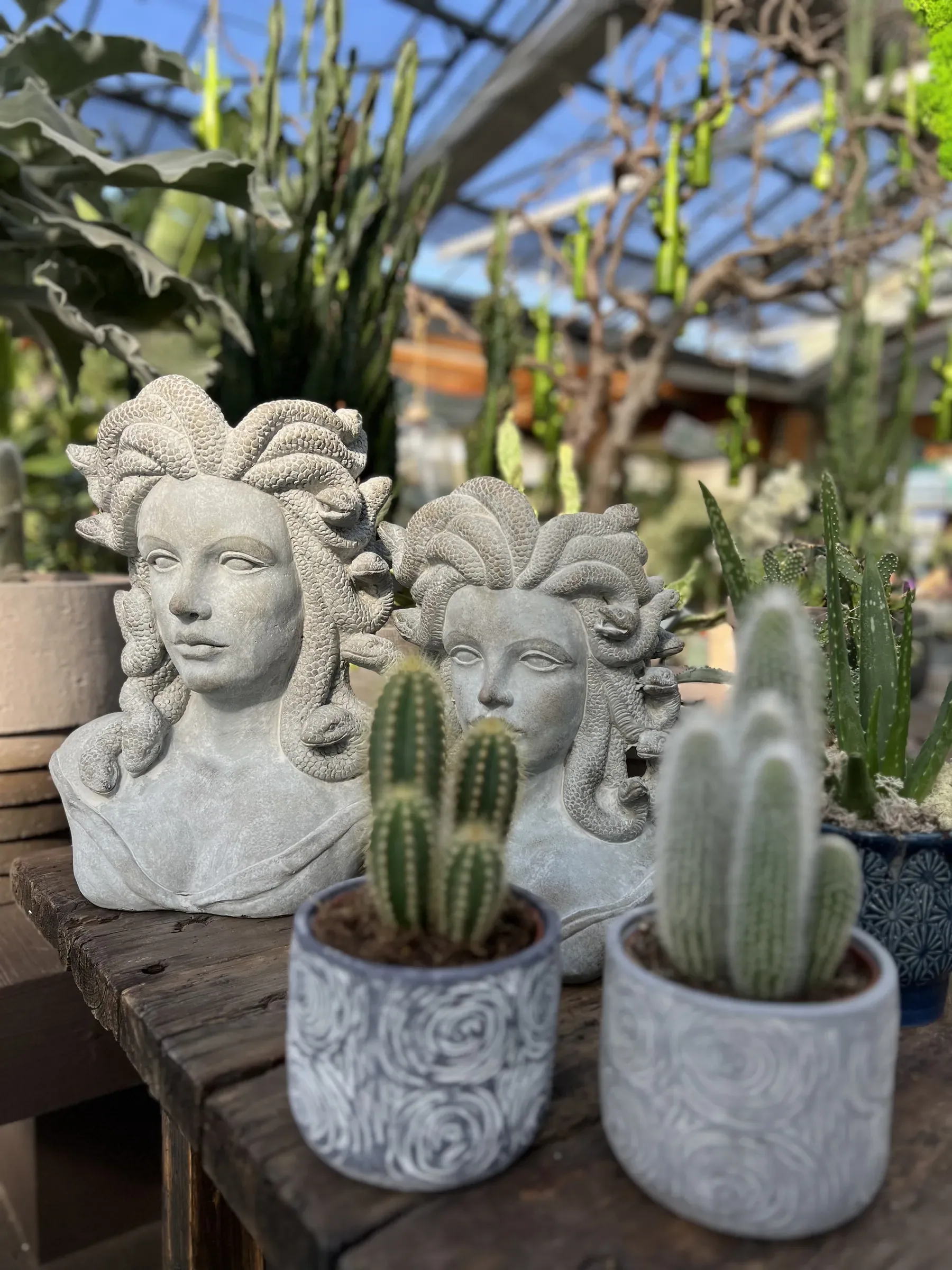 Due cactus in vasi grigi decorati a rose davanti a due busti di Medusa color pietra, con i serpenti fra i capelli, su un tavolo di legno nella serra