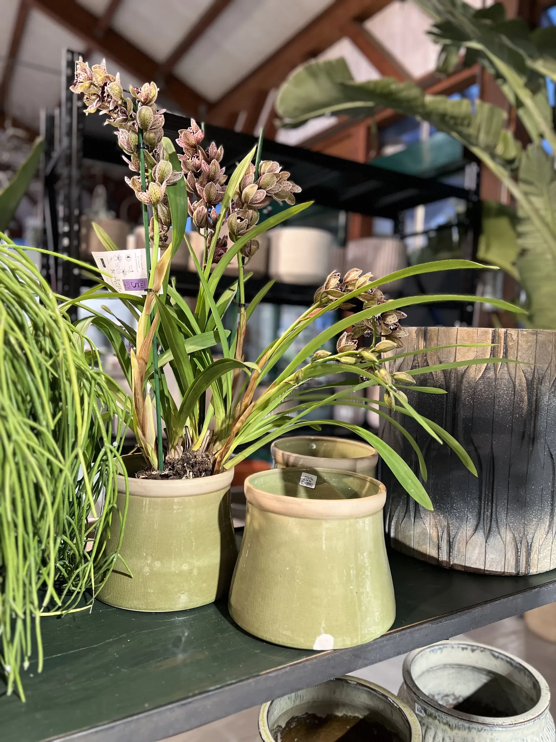 Un'orchidea dai fiori rosati in un vaso smaltato verde oliva, accanto ad altri due vasi uguali vuoti e a un grande vaso sfumato, su un ripiano scuro