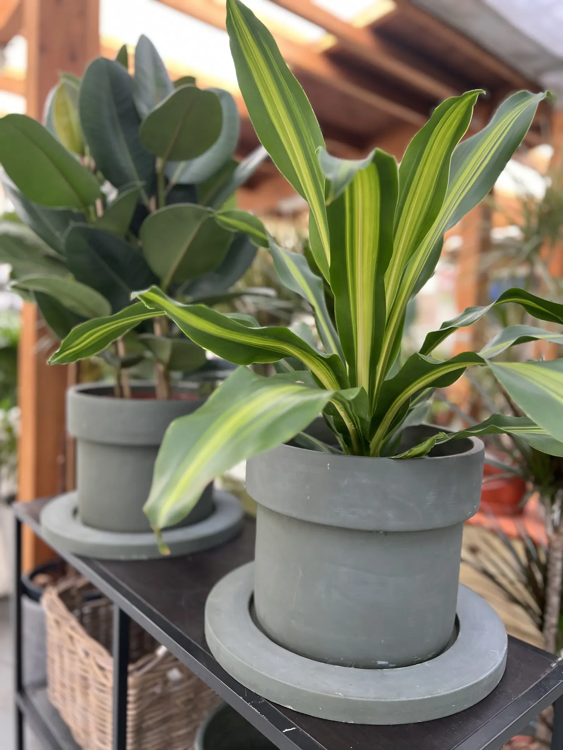 Un ficus e una dracena dalle foglie striate in vasi grigi con il loro sottovaso largo, su uno scaffale di metallo scuro