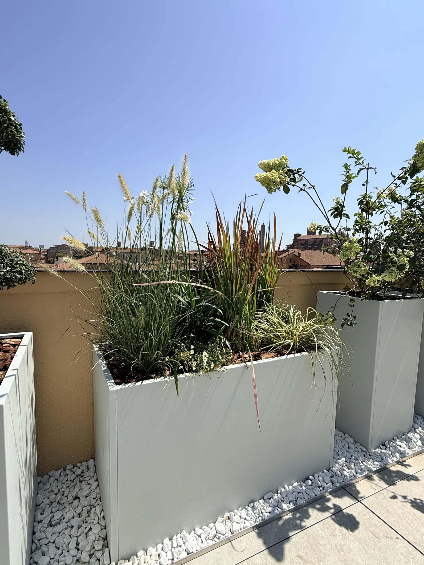Graminacee dalle spighe piumose, foglie rosse e piccoli fiori bianchi in una fioriera chiara su ghiaia bianca, contro il muro giallo del terrazzo