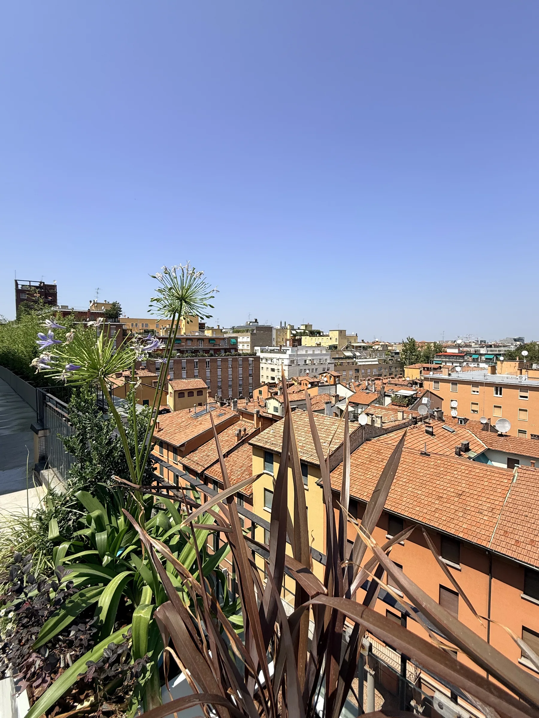 Agapanti in fiore e foglie rosse di phormium sul bordo del terrazzo, affacciati sui tetti e sui palazzi della città