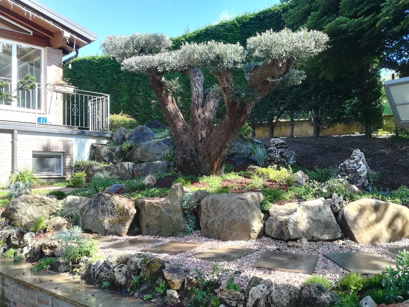 Scarpata sistemata a massi di pietra chiara con olivo potato a nuvola al centro, tappezzanti fra le rocce e un'alta siepe di conifere sul fondo