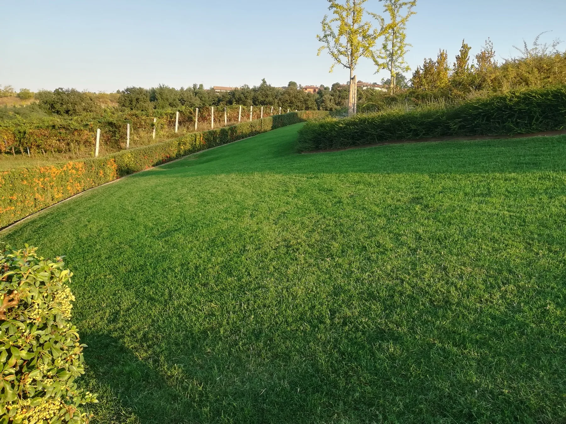 Prato in pendenza tagliato corto fra siepe e filare di vite, con alberi dalla chioma gialla nella luce di fine giornata