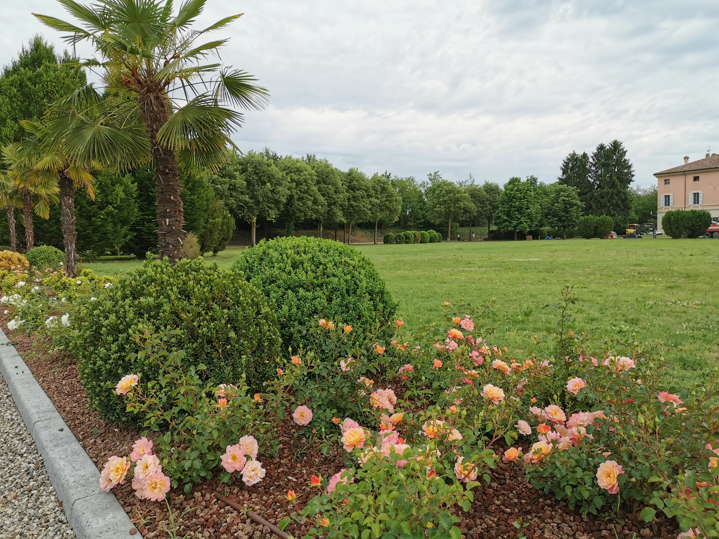 Prato grande con bordura di rose color pesca, sfere di bosso e palme, chiuso in fondo da un filare di alberi