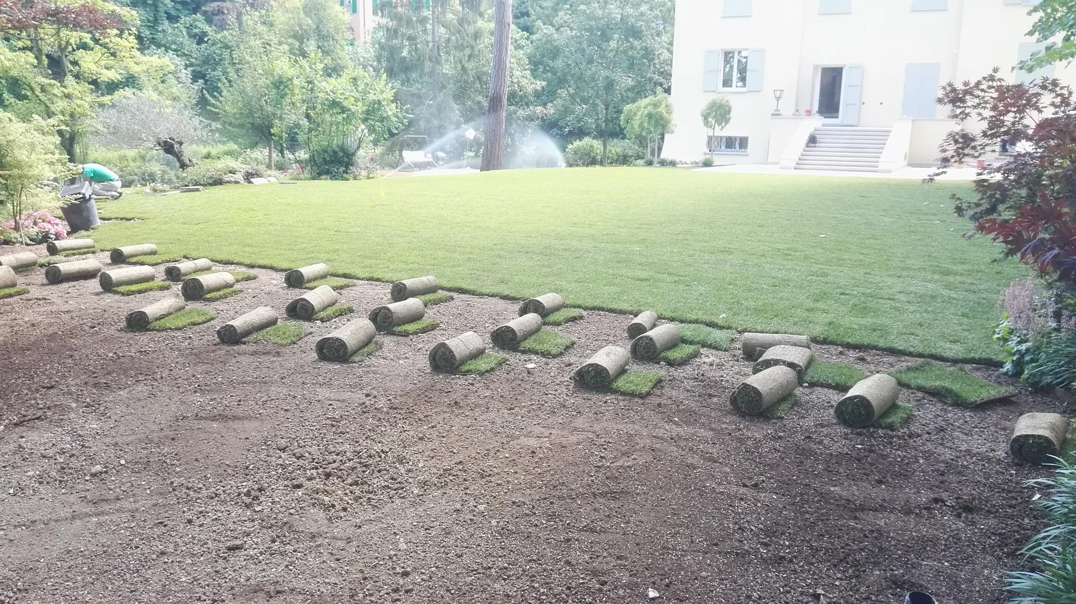 Rotoli di prato pronti per la posa allineati sul terreno lavorato, con la porzione già srotolata e gli irrigatori in funzione sul fondo