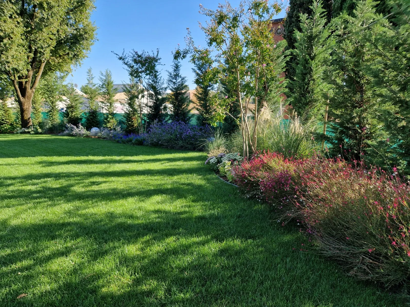 Prato naturale con bordura fiorita di gaure rosa, cespugli a fiori blu, graminacee e conifere colonnari