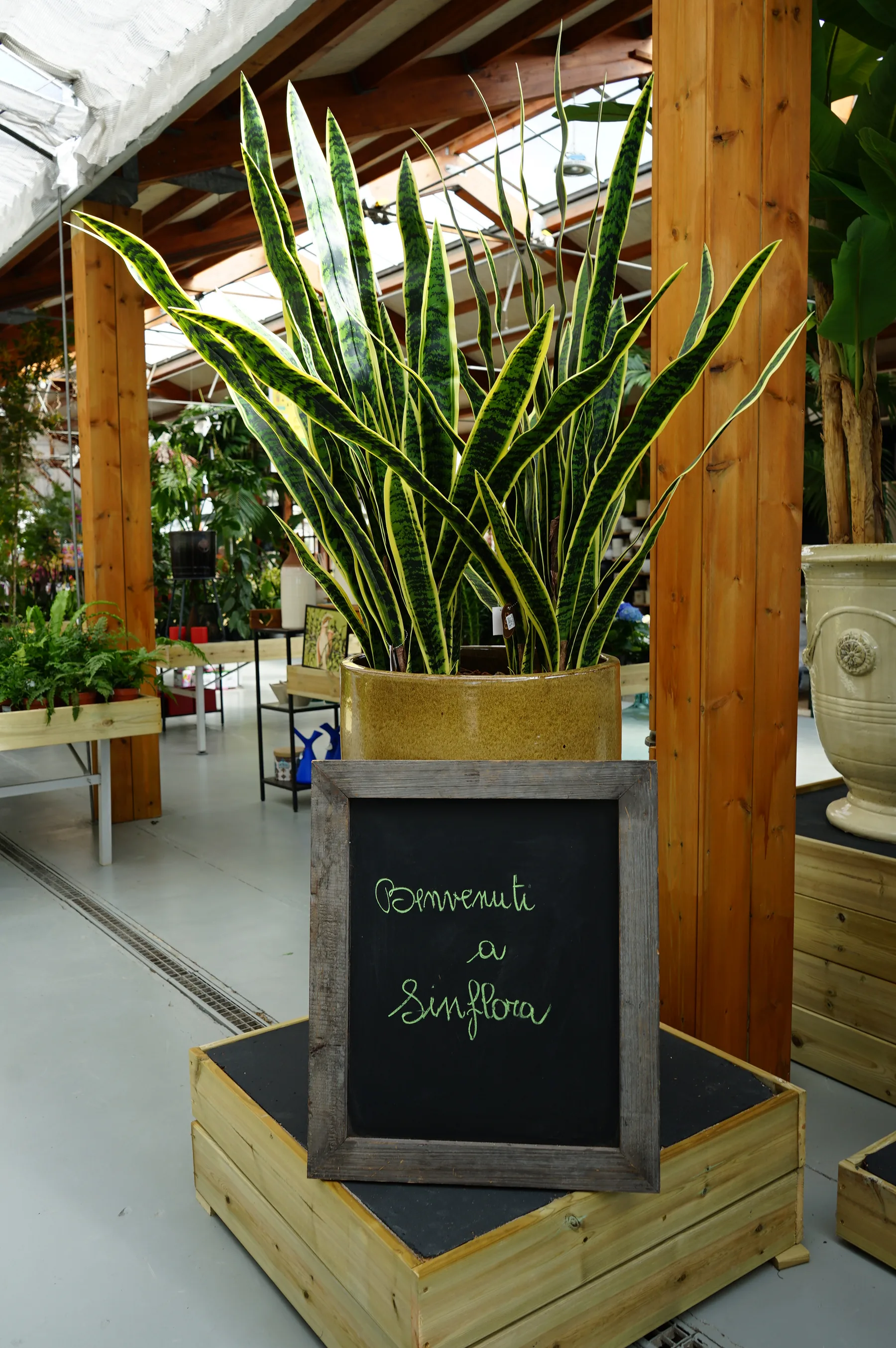 Sansevieria in un vaso giallo ocra smaltato su una pedana di legno, con la lavagna «Benvenuti a Sinflora»