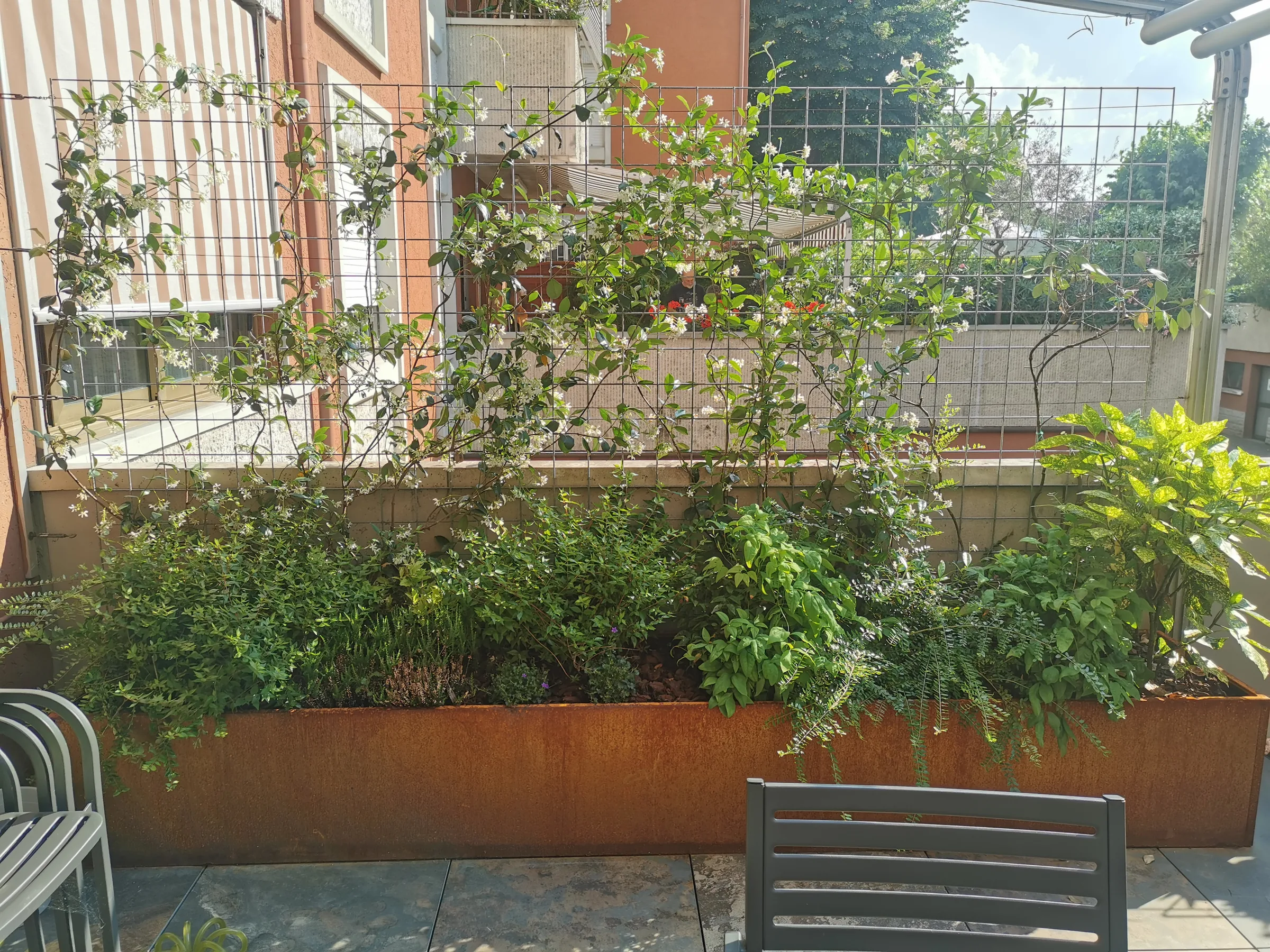 Fioriera lunga in corten con arbusti e piante ricadenti sotto i rampicanti a fiori bianchi sul grigliato, e una sedia in primo piano