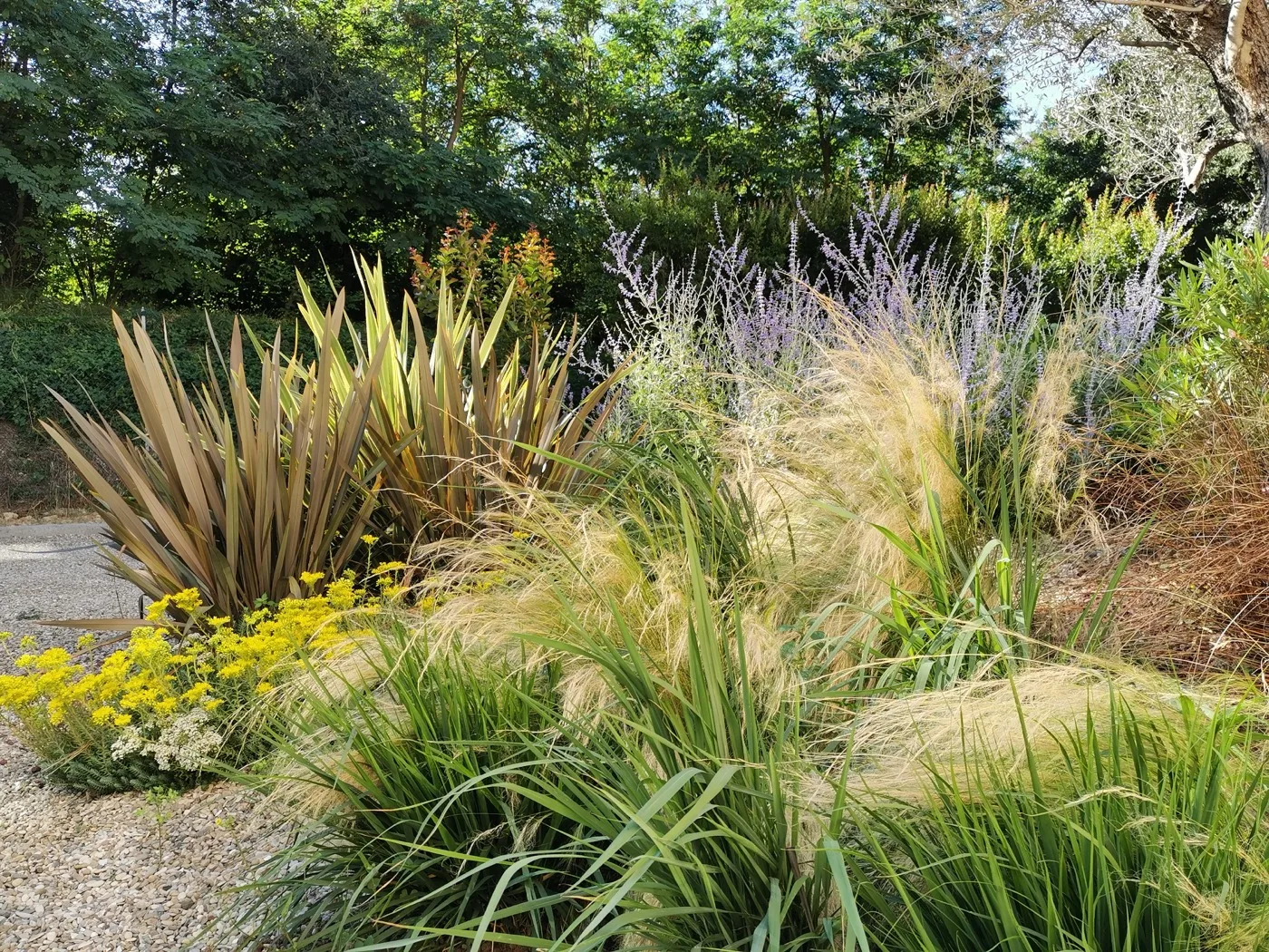 Bordura di graminacee e phormium con fioriture lilla e gialle, sul bordo di un vialetto di ghiaia