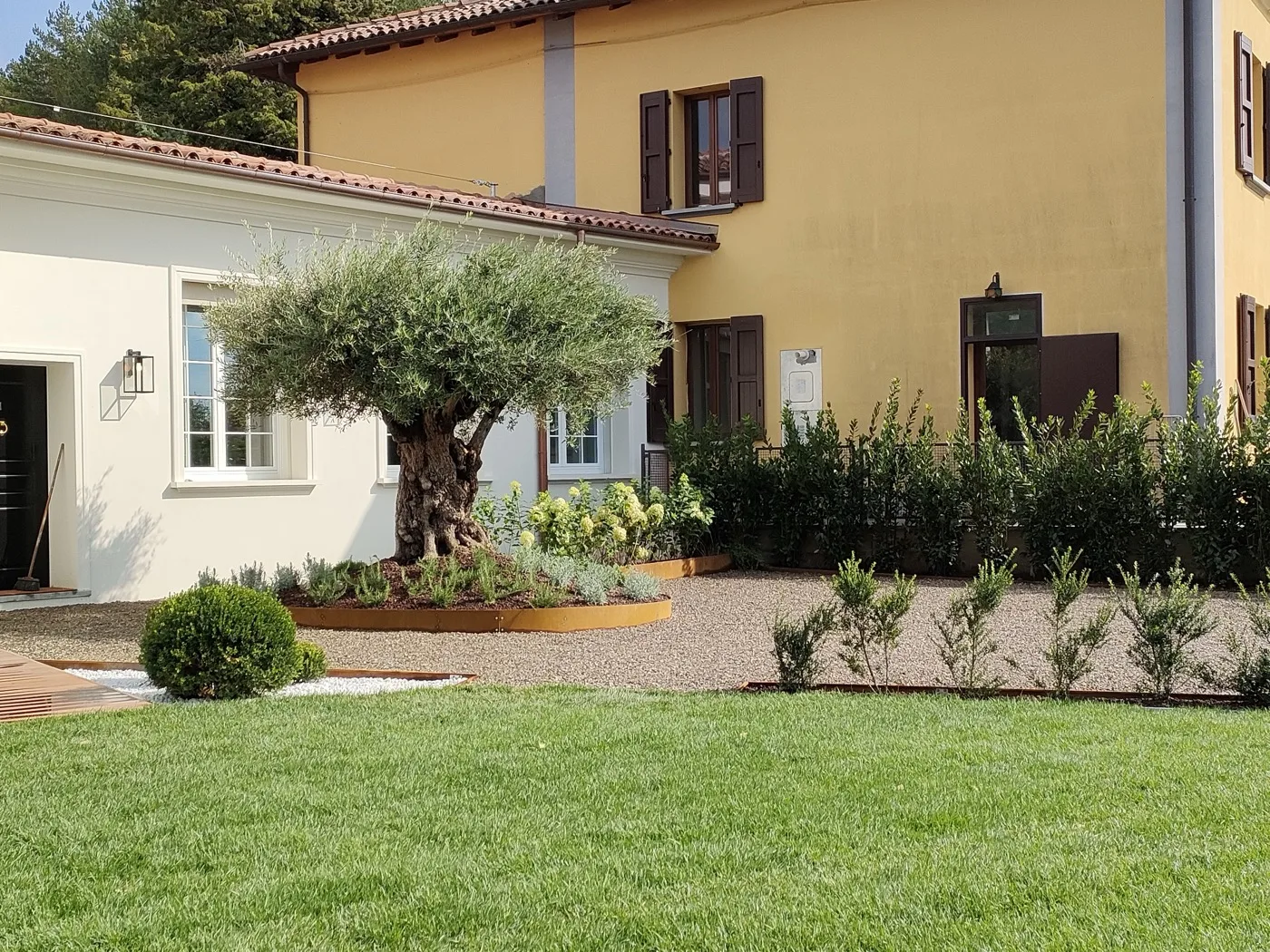 Grande olivo dal tronco nodoso in un'aiuola rotonda, davanti a una casa gialla con un'ala bianca, fra la ghiaia e il prato