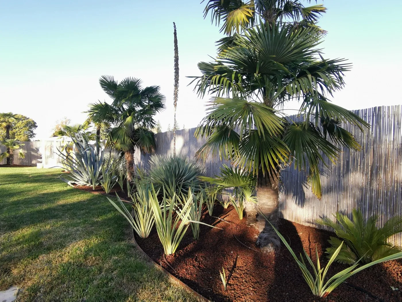 Palme e agavi in un'aiuola nuova pacciamata di rosso, lungo una recinzione di canne