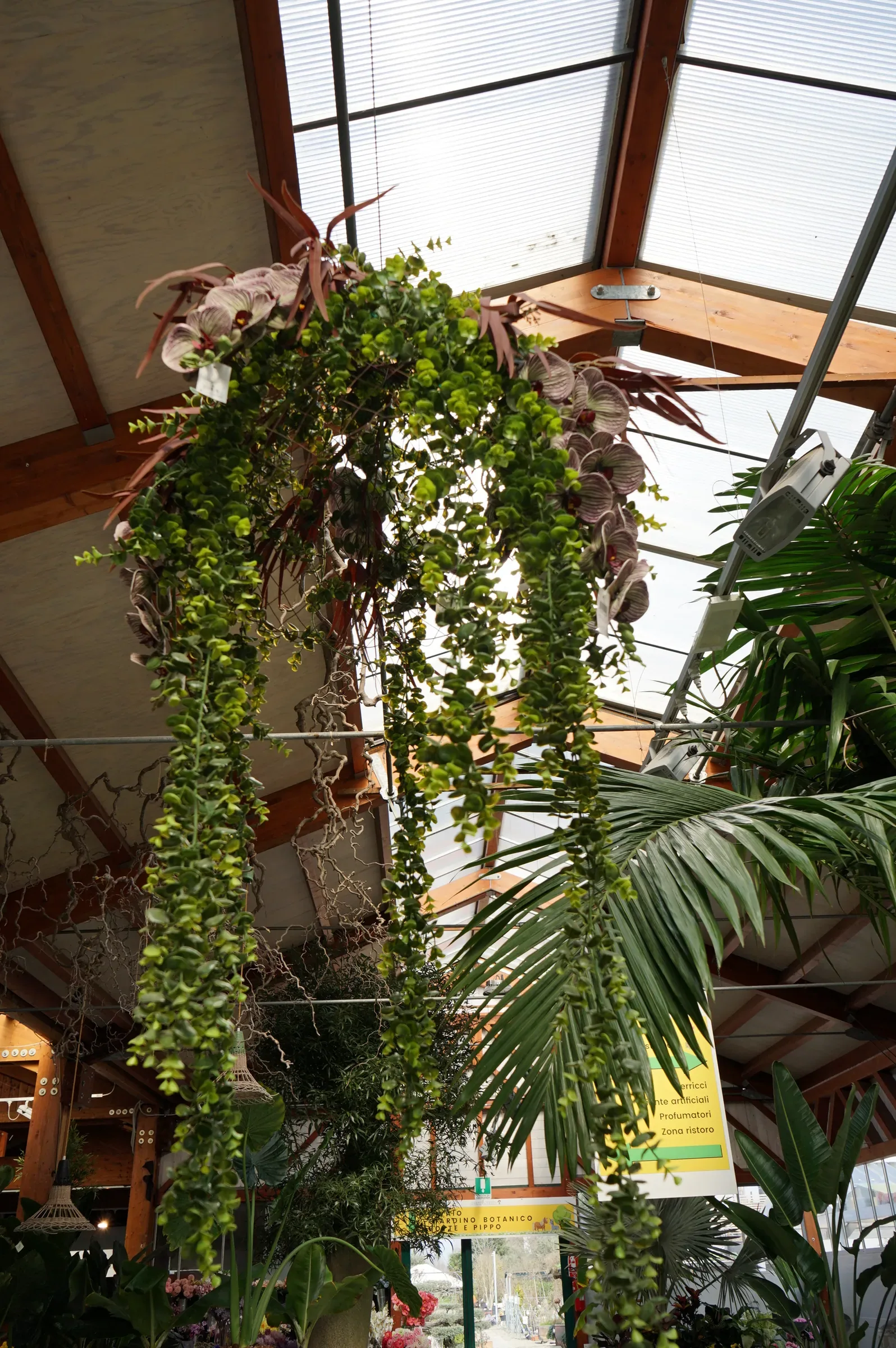 Composizione sospesa sotto le travi della serra, con piante ricadenti dai lunghi rami, orchidee e foglie rosse, accanto a una palma