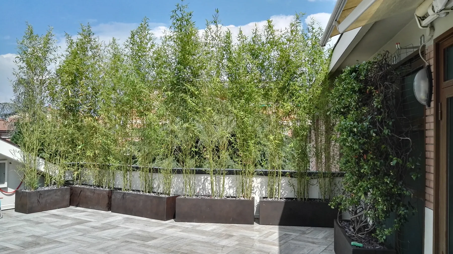 Terrazzo chiuso da una fila di bambù in fioriere scure lungo il parapetto