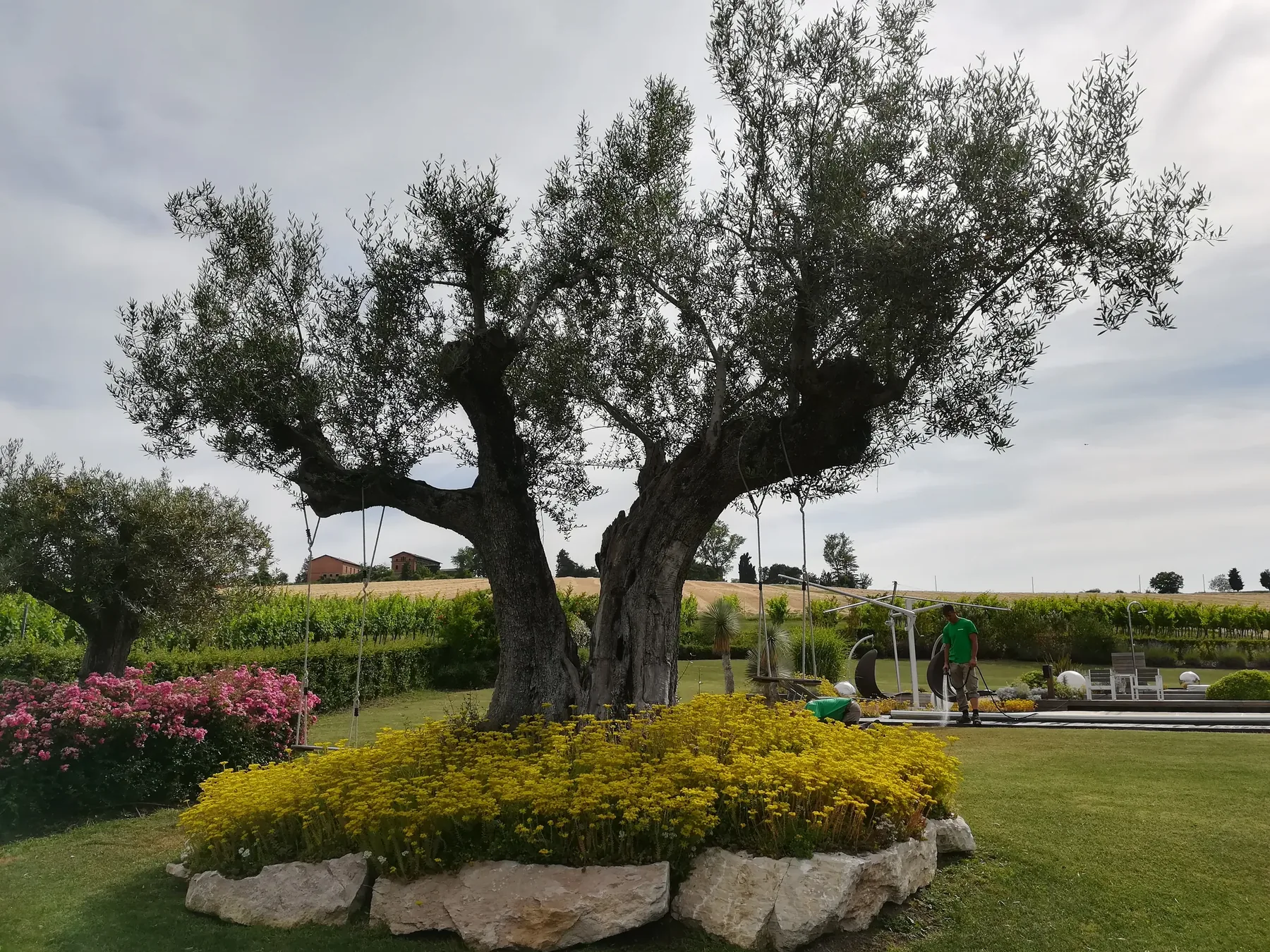 Grande olivo dal tronco doppio e nodoso su un'aiuola tonda di fiori gialli bordata di pietre, in mezzo al prato