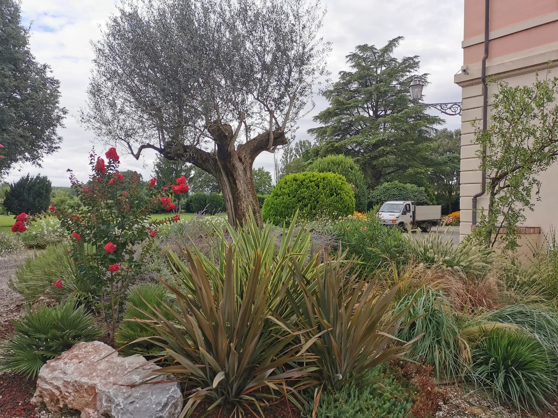 Grande olivo dal tronco nodoso in un'aiuola con rose rosse, phormium e graminacee, accanto a un grande masso