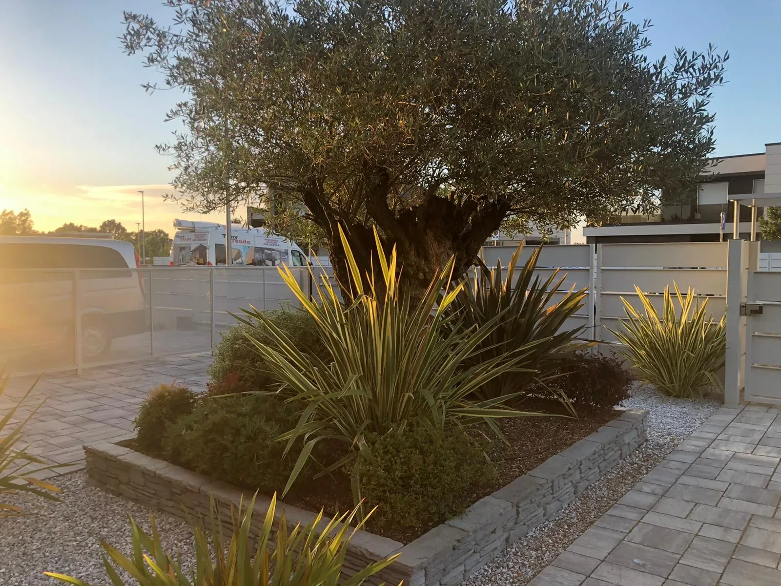 Grande olivo dal tronco nodoso su un'aiuola rialzata in pietra a lastre, con phormium e arbusti bassi, controluce al tramonto