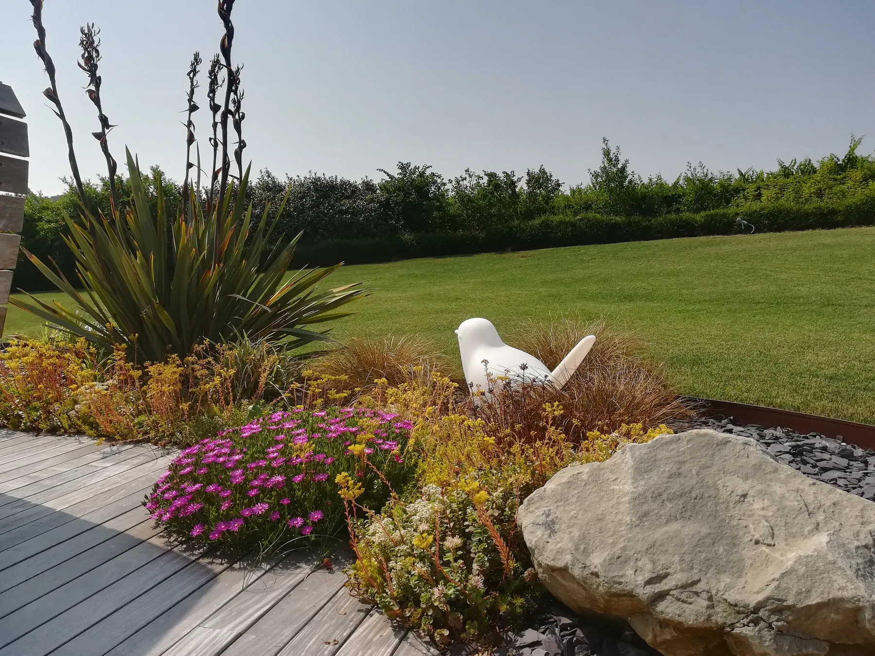 Pedana in legno grigio accanto a un'aiuola con un grande masso, delosperma fucsia e fioriture gialle, al bordo del prato