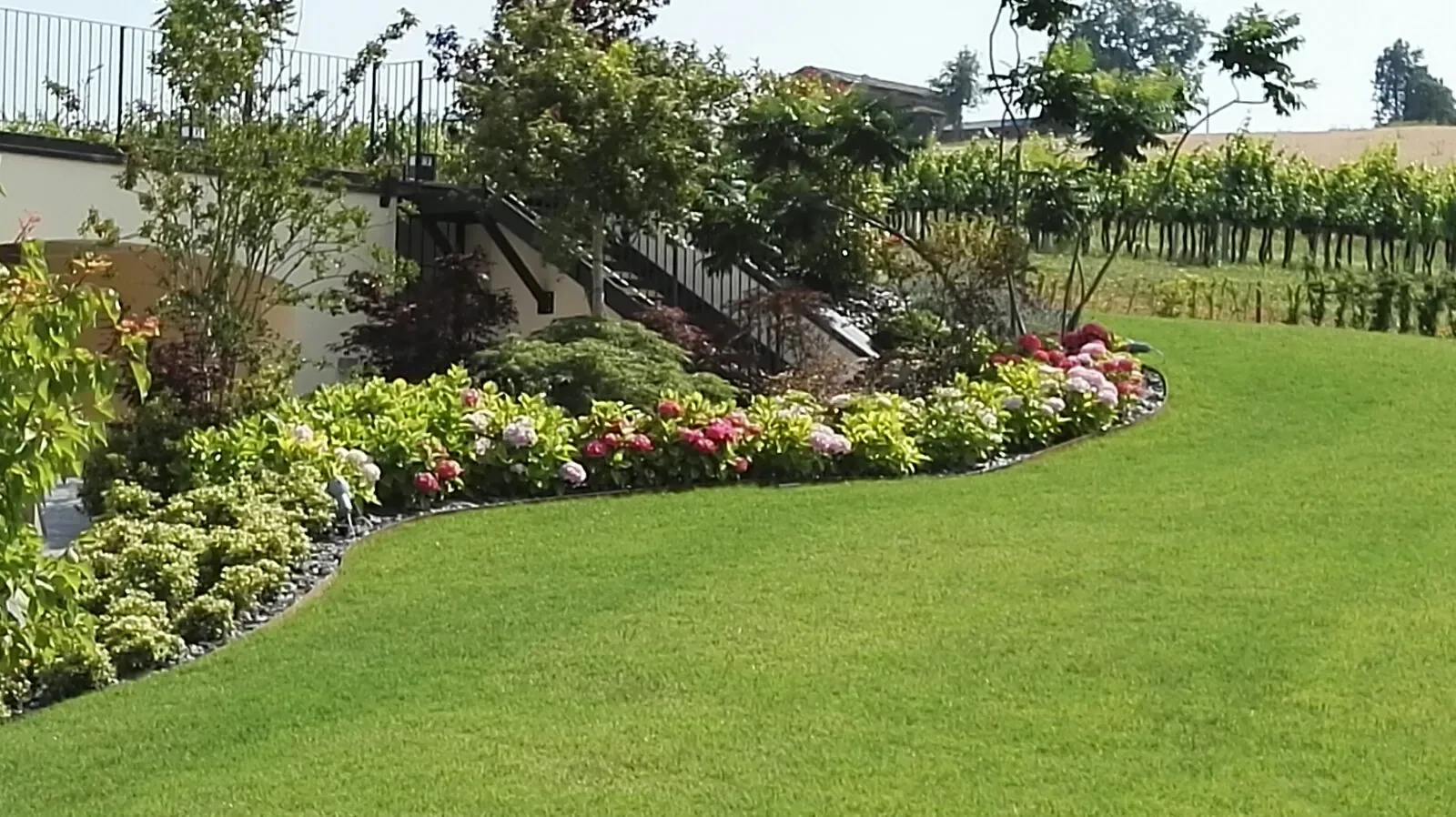 Prato dal bordo curvo lungo un'aiuola di ortensie rosa e bianche e arbusti, sotto una scala esterna, con il filare di vite sul fondo