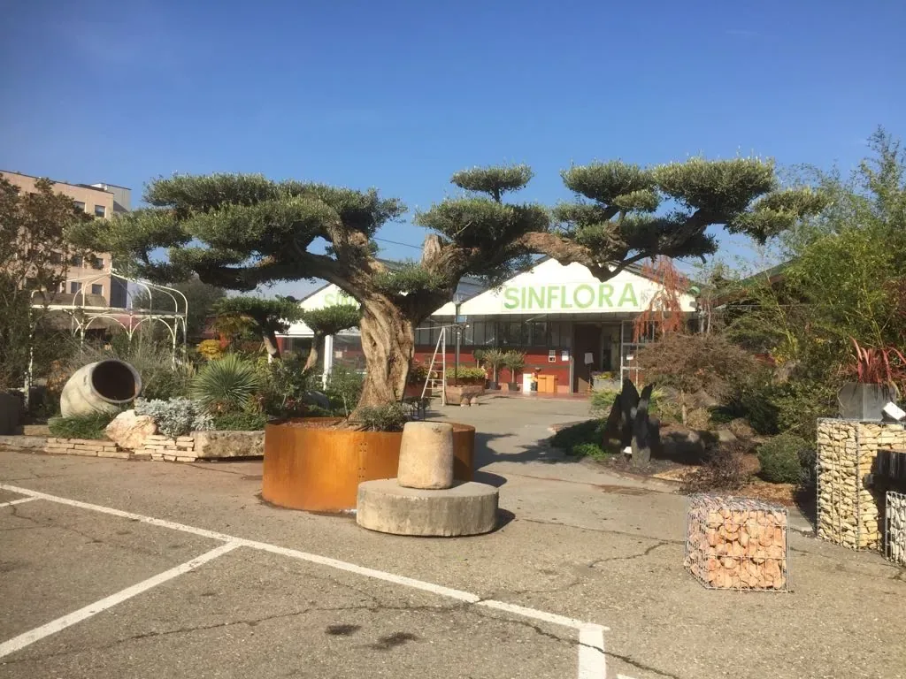 Grande olivo potato a nuvole in una fioriera tonda di acciaio corten nel piazzale del garden Sinflora, davanti all'ingresso