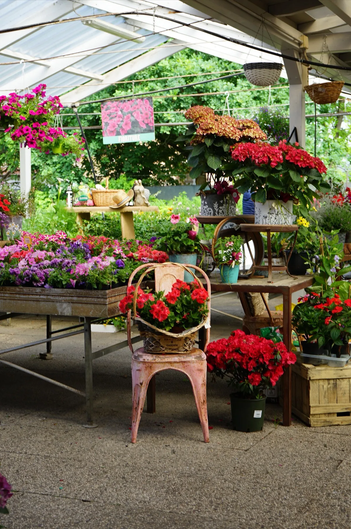 La corsia sotto la tettoia con i banchi di petunie viola e rosa, un'azalea rossa in vaso e un cesto di gerani rossi appoggiato su una sedia in metallo