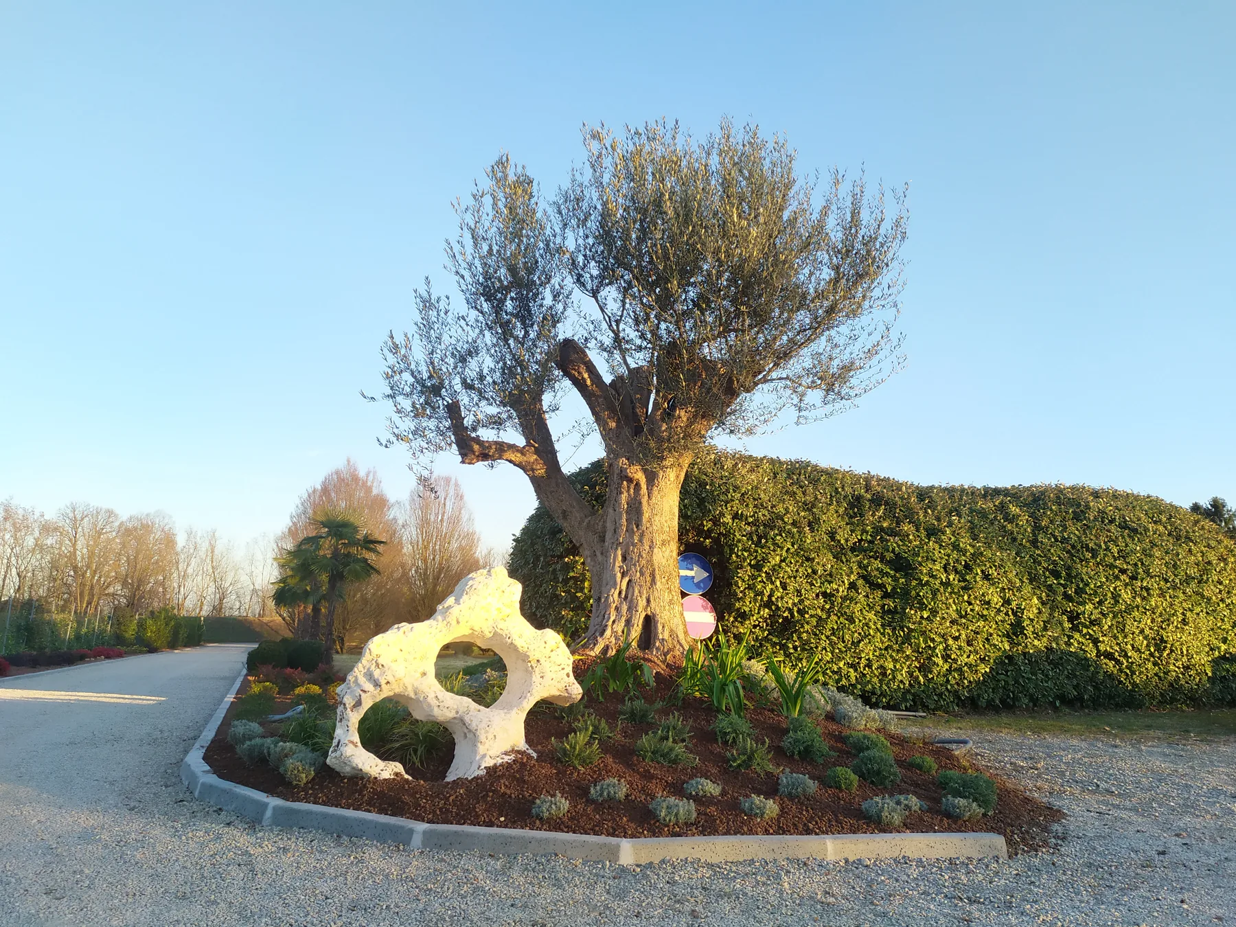 Grande olivo dal tronco nodoso con una roccia bianca traforata in un'aiuola, davanti a una siepe alta, nella luce calda del sole basso