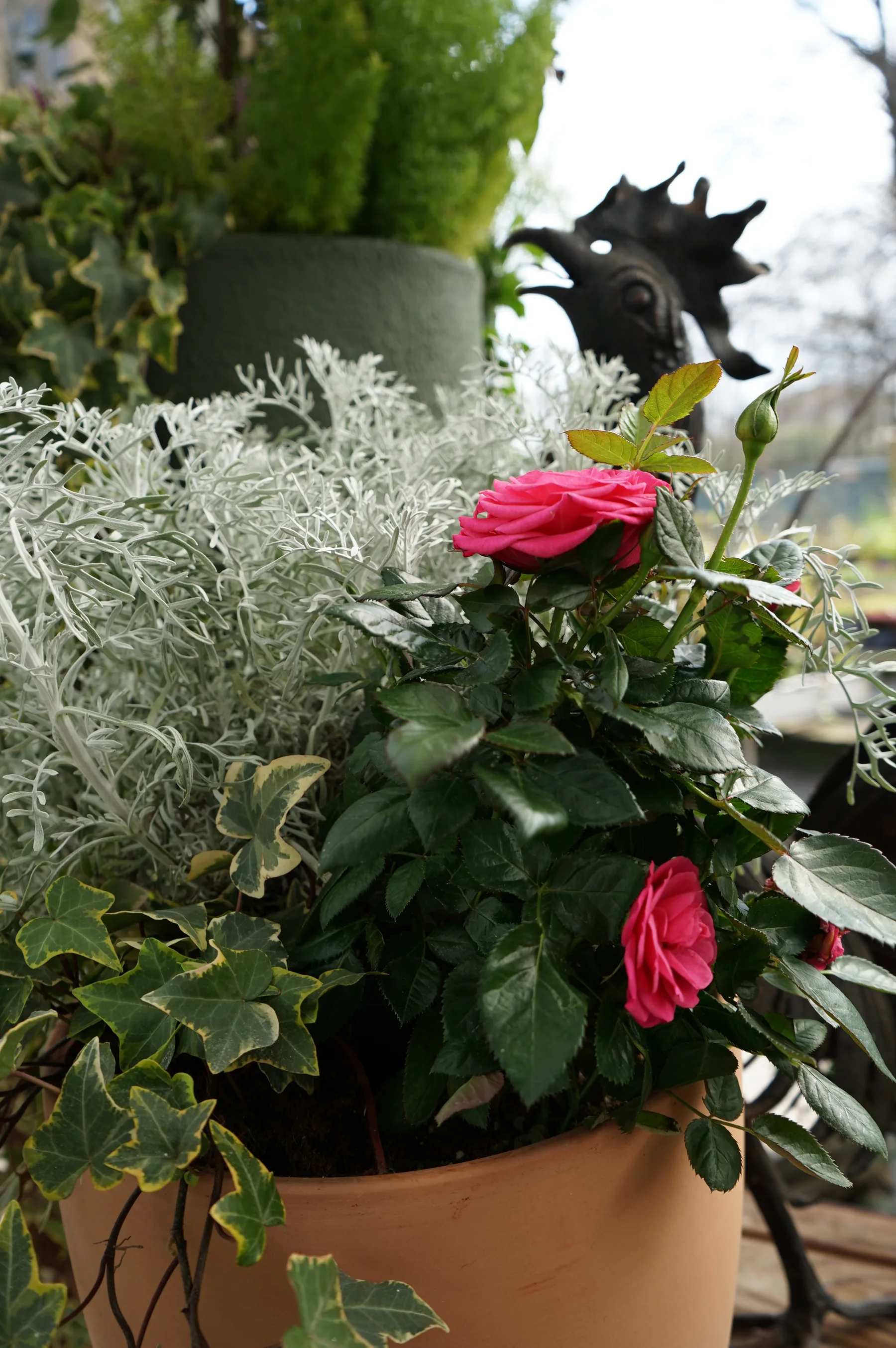 Rosellina fucsia in un vaso di terracotta con cineraria argentata ed edera variegata