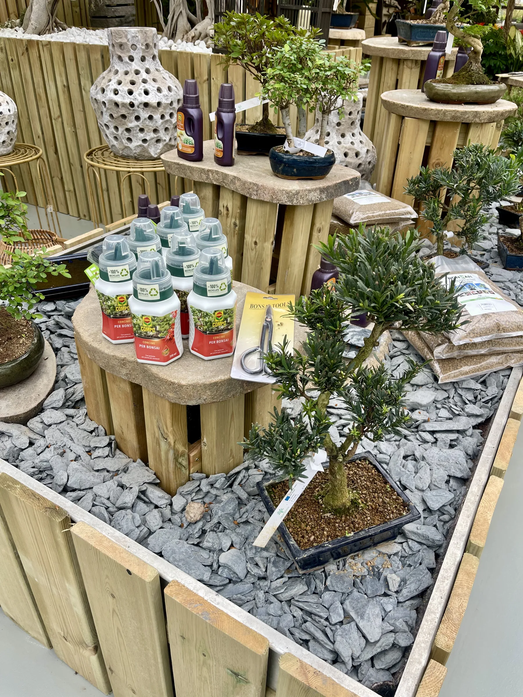 Bonsai in vaso su un letto di ardesia, fra espositori di legno, concimi per bonsai e vasi traforati