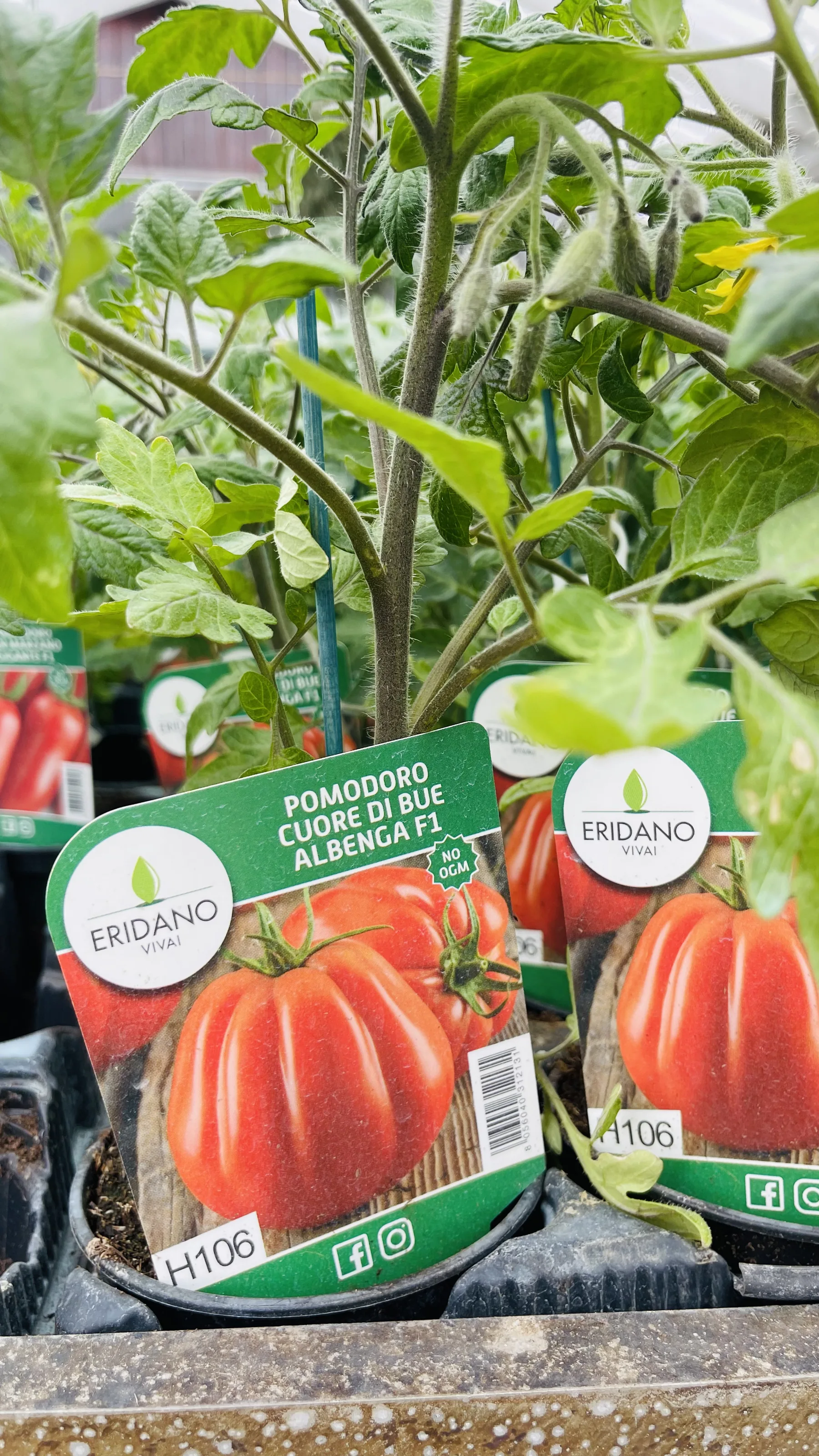 Piantina di pomodoro cuore di bue in vaso, con l'etichetta illustrata in primo piano
