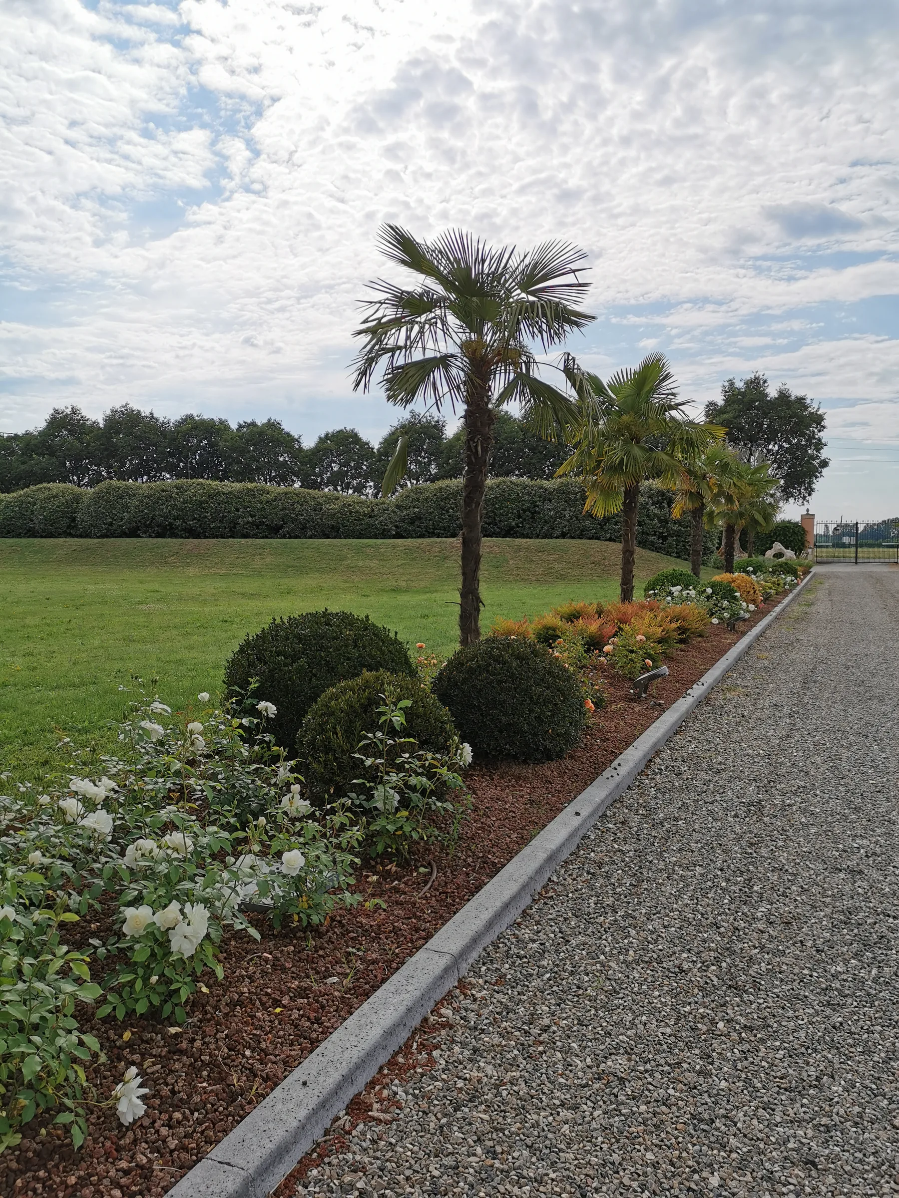 Viale di ghiaia lungo una bordura di rose e sfere di bosso, con le palme e il prato a fianco