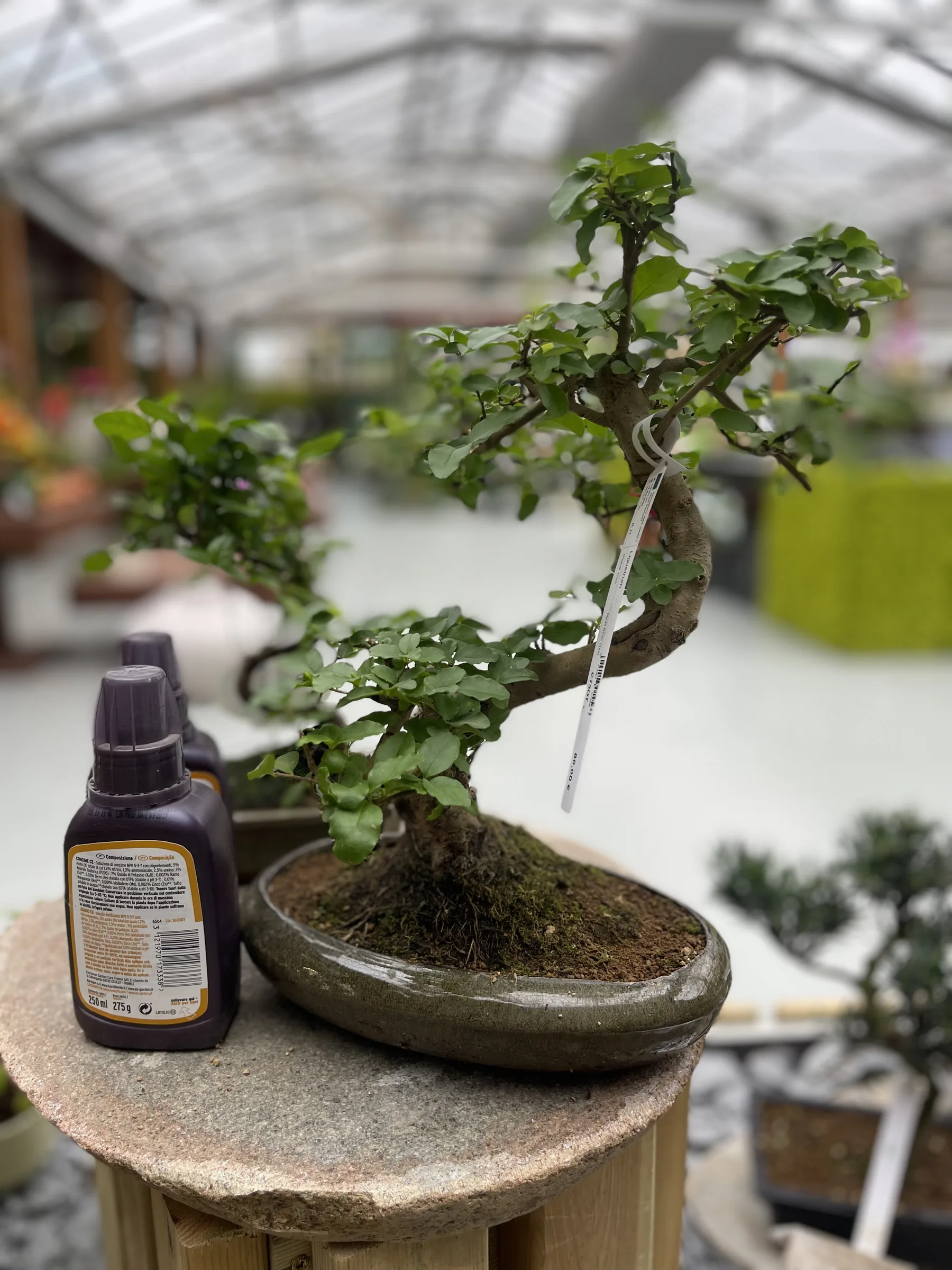 Un bonsai in vaso basso su un piedistallo di pietra, con due flaconi di concime liquido appoggiati accanto