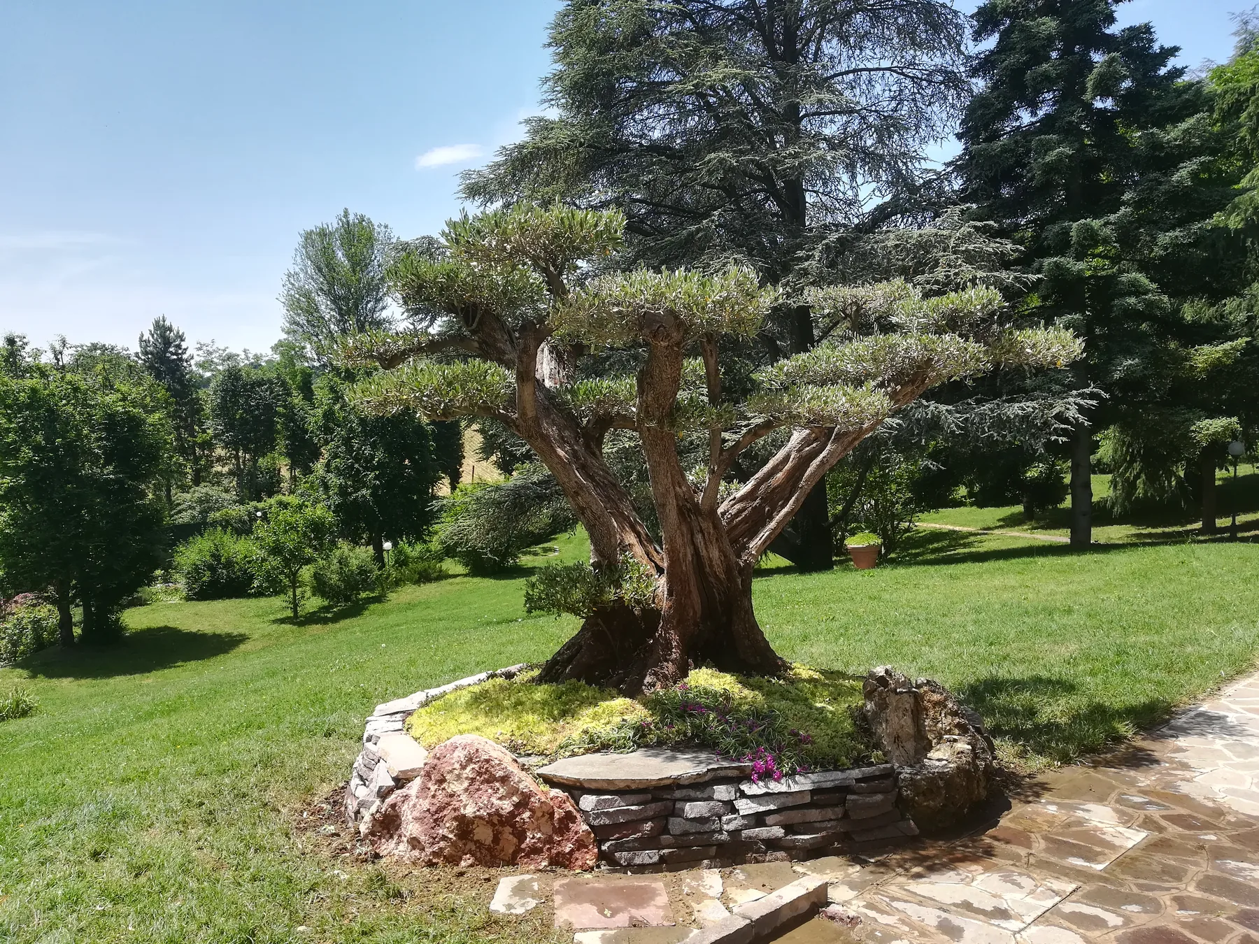 Olivo potato a nuvola in un'aiuola bordata di pietre, con fioriture basse ai piedi, in mezzo a un prato fra grandi conifere