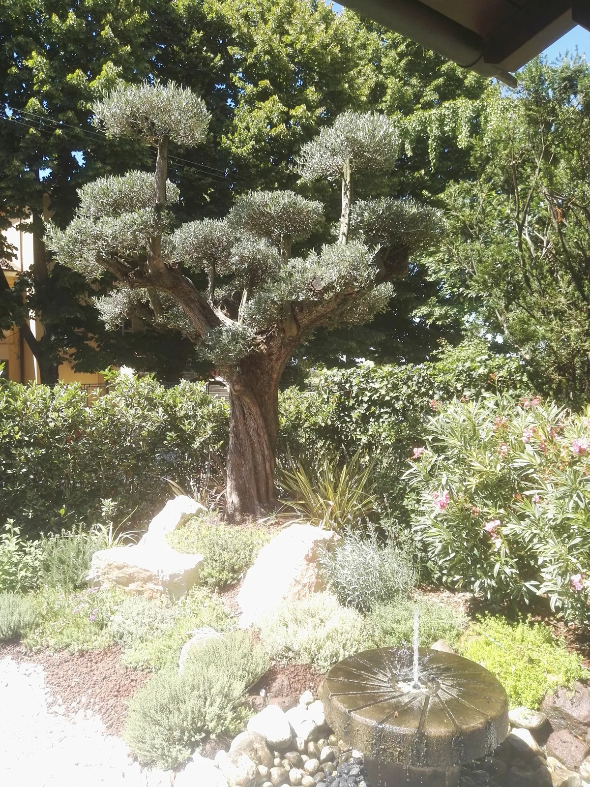 Albero potato a nuvole dietro una fontanella rotonda a macina, fra ghiaia, massi e arbusti fioriti