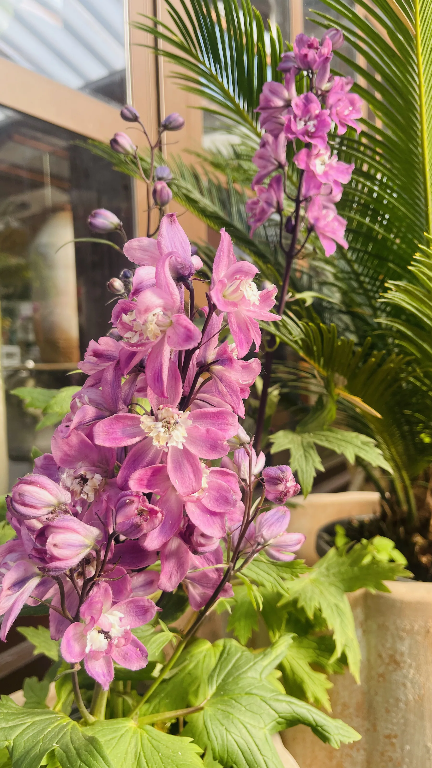 Spighe di delfinio rosa e lilla davanti a una cycas in vaso