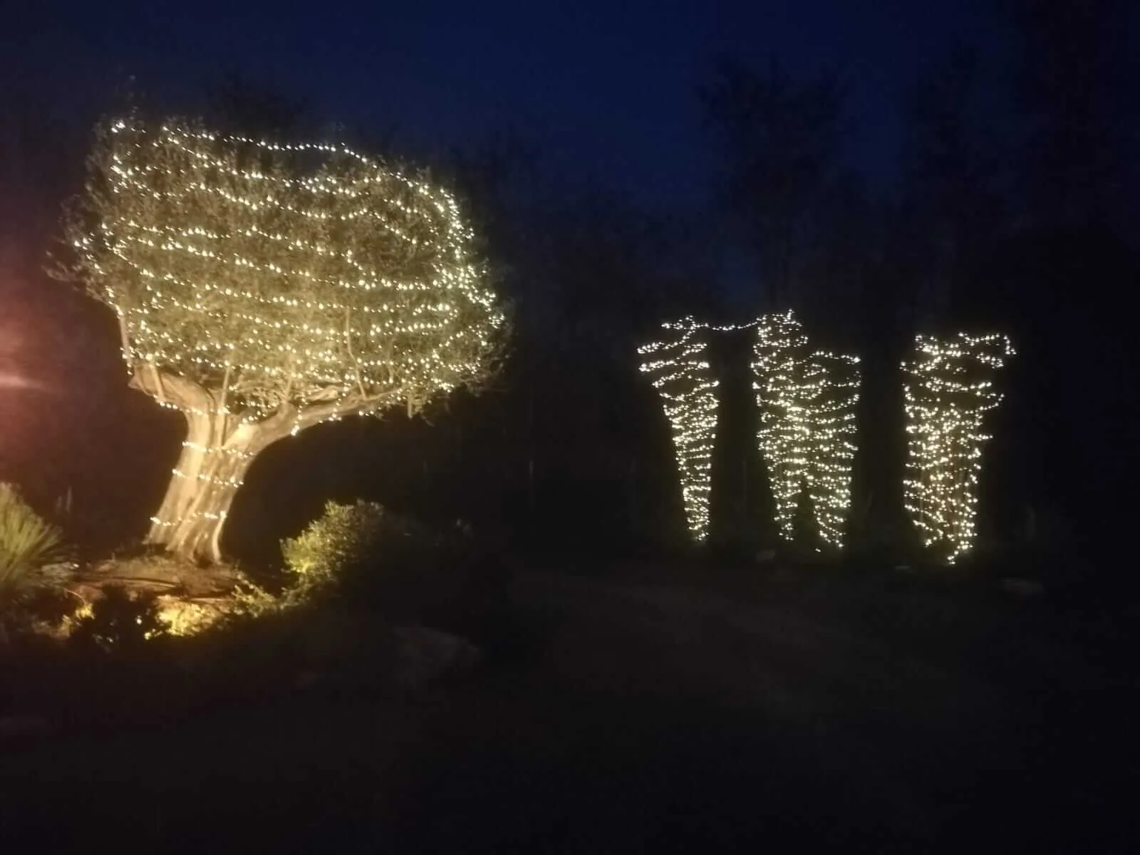 Un olivo e alcune piante strette e alte avvolti di luci bianche nel buio di un giardino