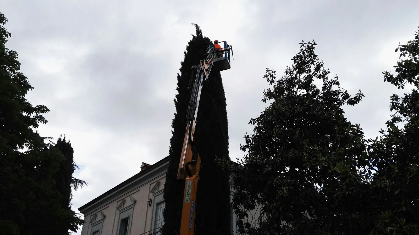 Cipresso alto con un operatore in cima su un cestello elevatore, fra una magnolia e il tetto di una villa, contro un cielo coperto