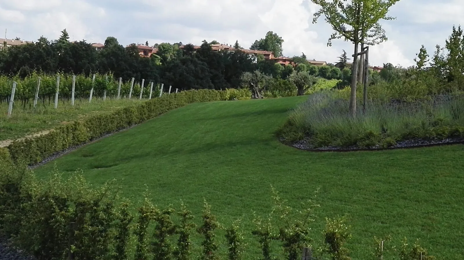 Prato curvo fra una siepe bassa e un'aiuola di lavanda con un alberello, con le colline e i vigneti sul fondo