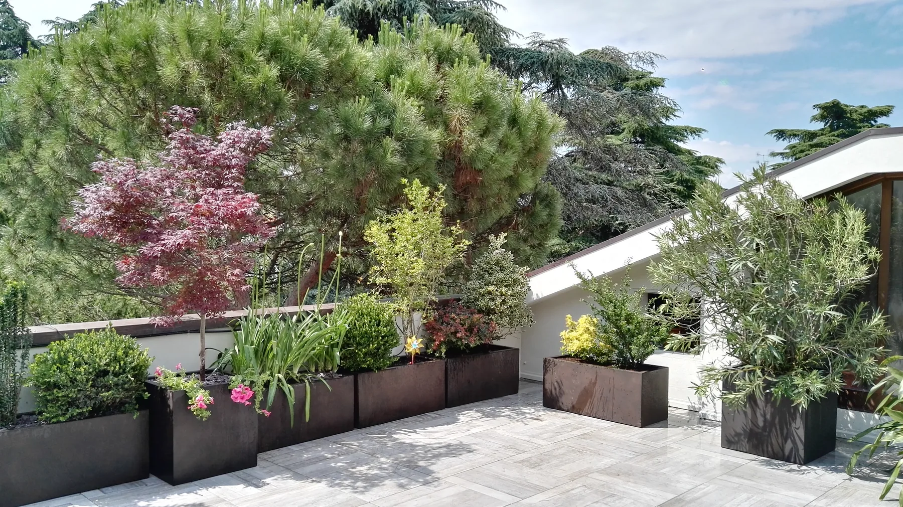 Terrazzo con fioriere scure piene di arbusti, un acero rosso e agapanti, sotto un grande pino, su un pavimento di pietra chiara