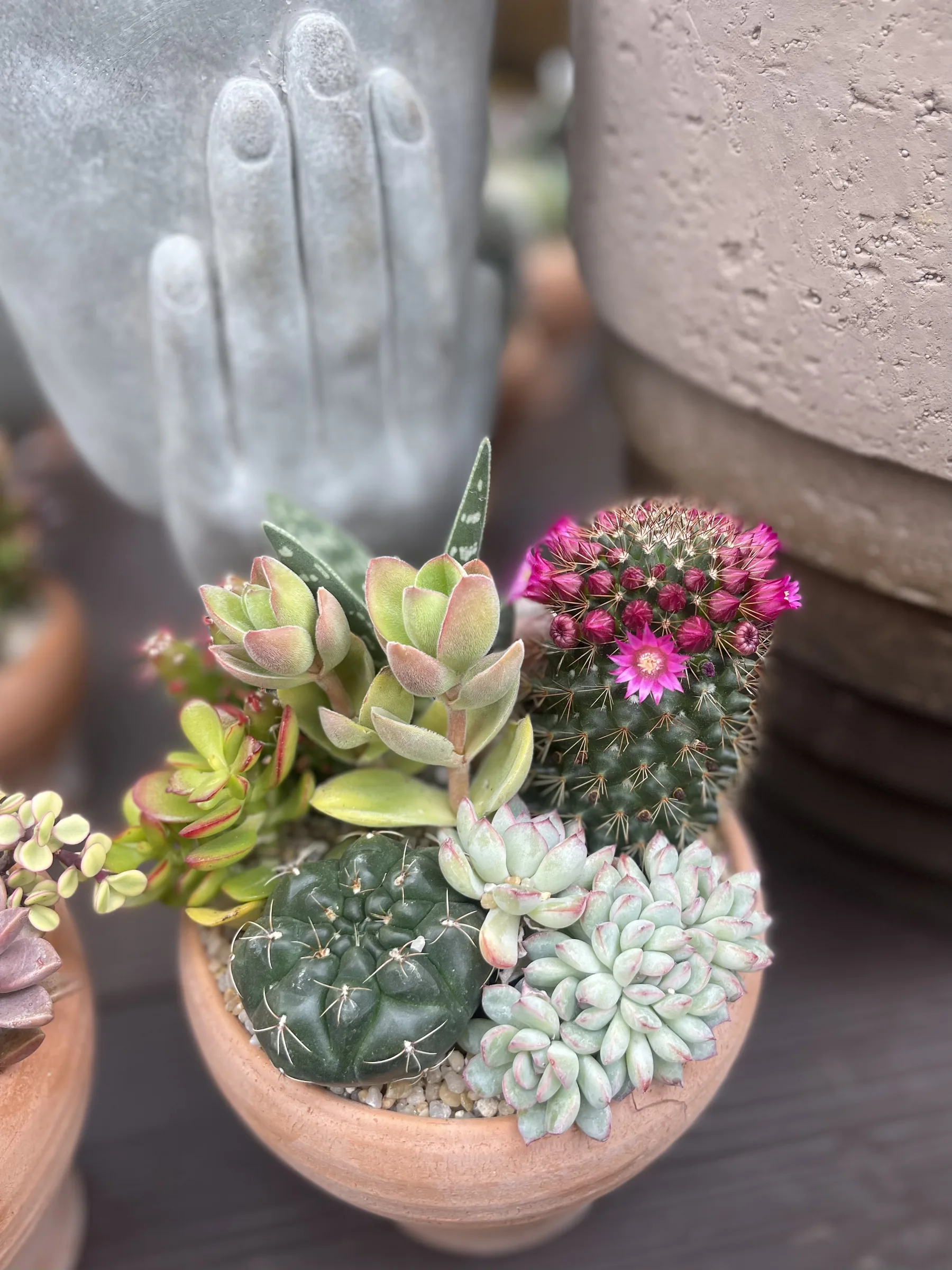 Composizione di cactus e succulente in una ciotola di terracotta, con un cactus fiorito fucsia