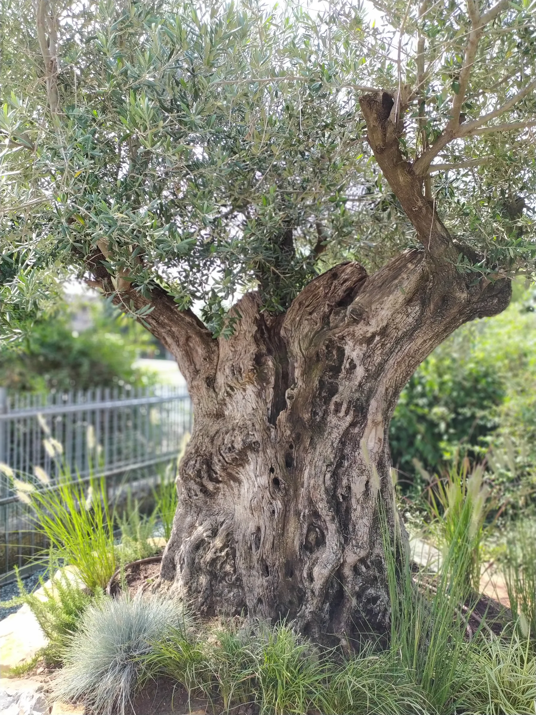 Tronco scultoreo e nodoso di un grande olivo, con graminacee ai piedi