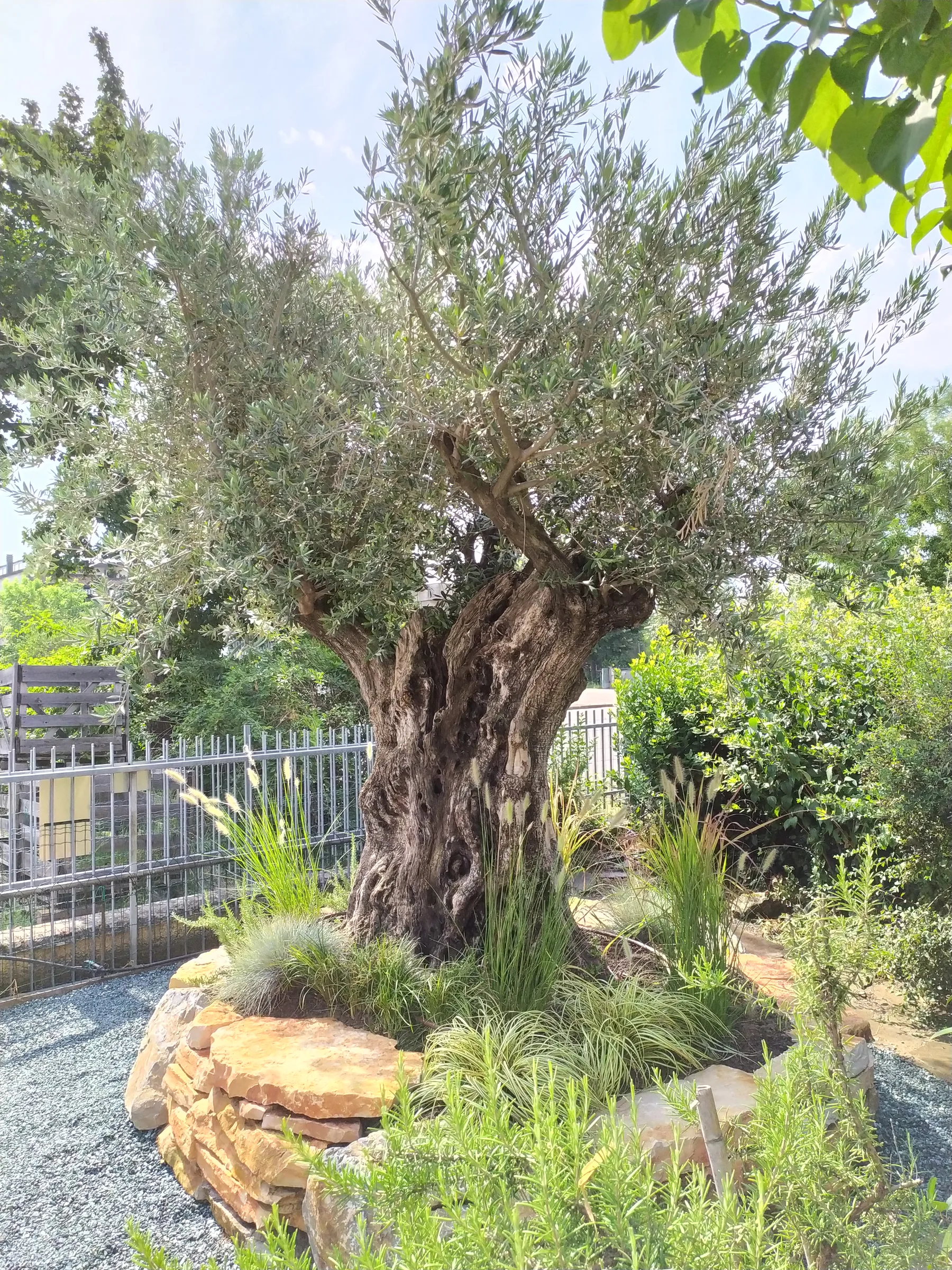Grande olivo dal tronco nodoso su un'aiuola bordata di pietra, fra rosmarino e graminacee