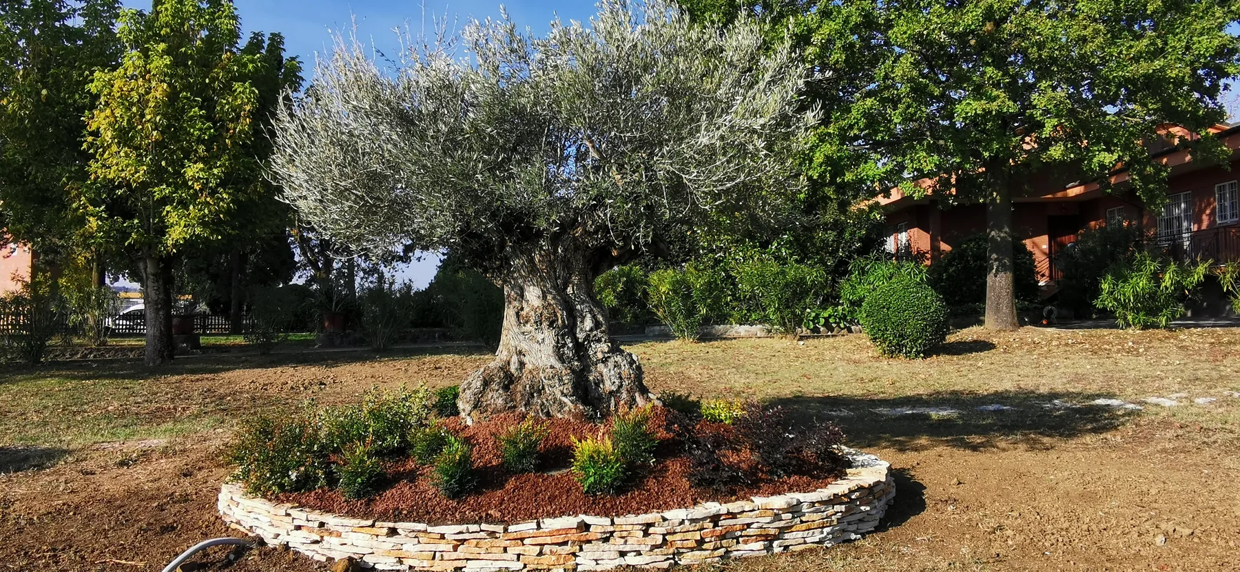 Grande olivo dal tronco nodoso al centro di un'aiuola tonda in pietra a secco