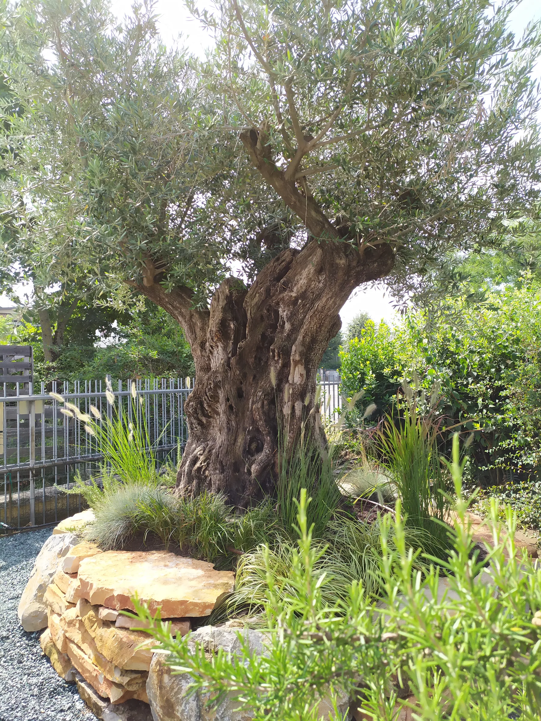 Grande olivo dal tronco contorto su un'aiuola rialzata in pietra, fra graminacee e ghiaia